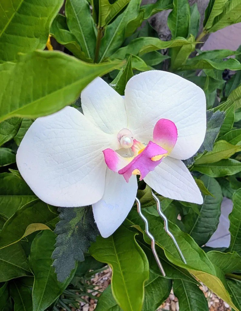 budget white orchid3.jpg