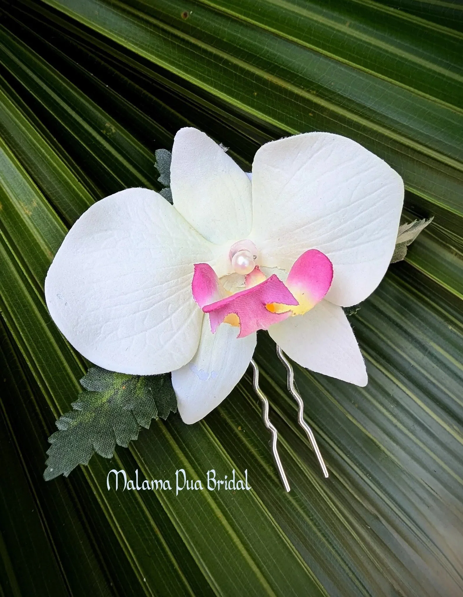 budget white orchid.jpg