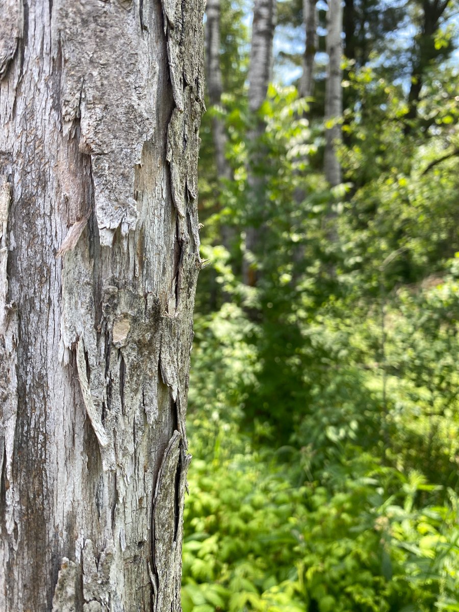 woods views private
