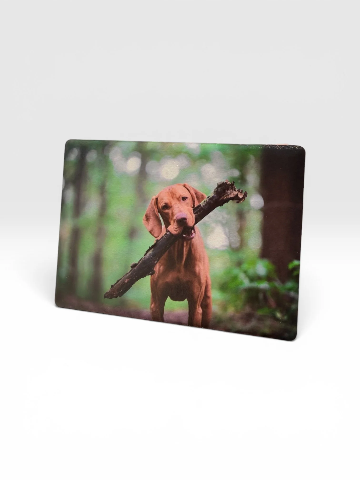 Custom Full Colour Printed Photo Magnet of Dog with a stick for Personalized Keepsake Gift