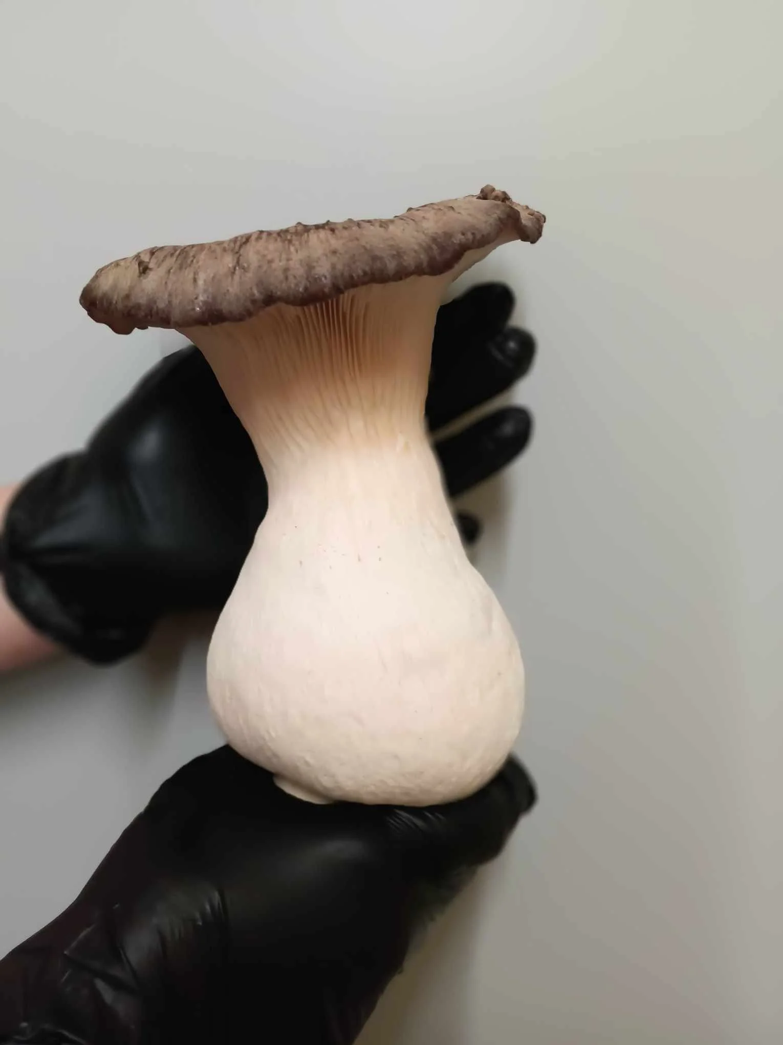 Black Pearl / Queen Oyster