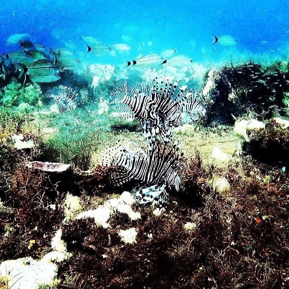 The Sting of the Lionfish