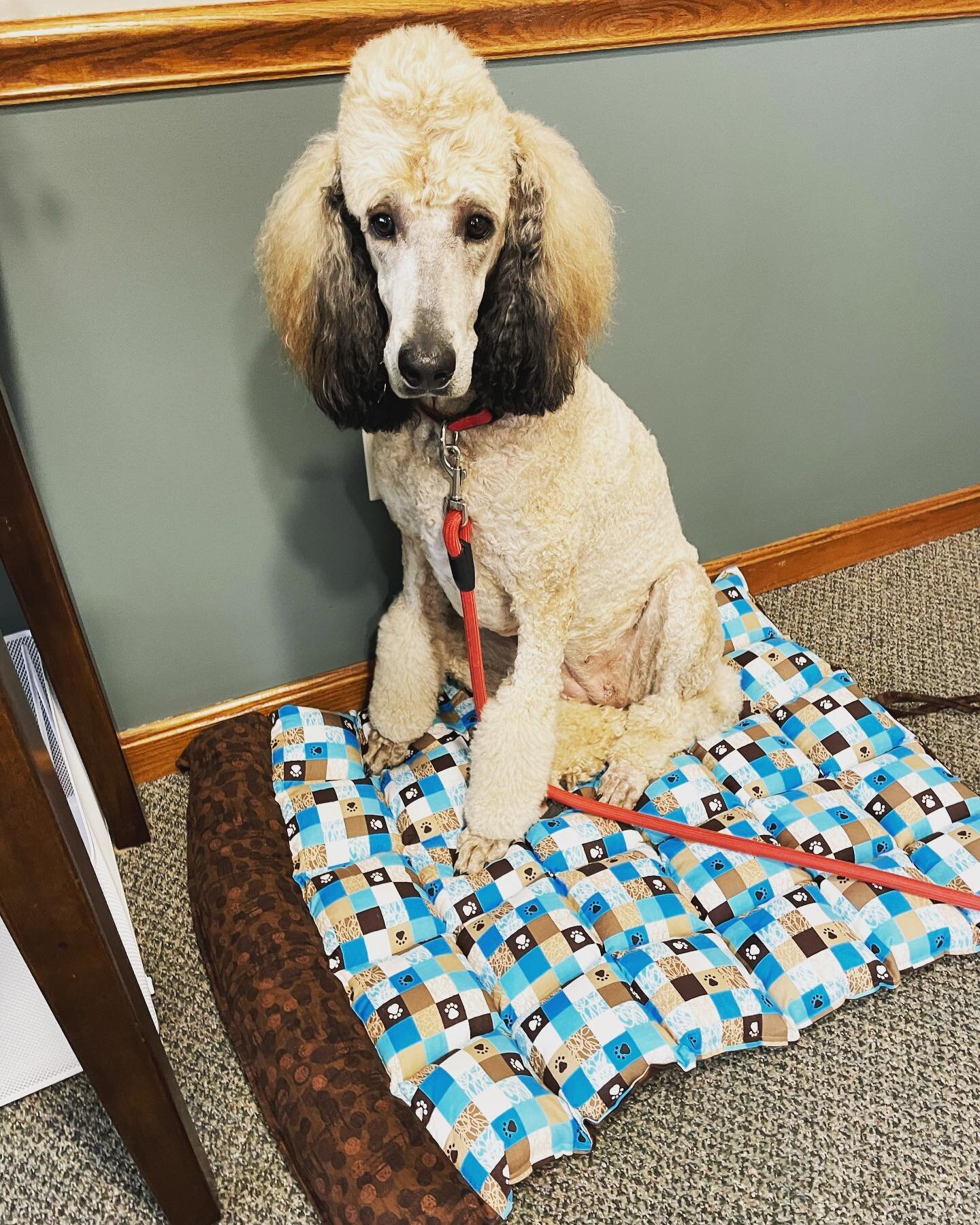 Today is National Therapy Animal day! Penny has brightened up so many lives in the last year and has been such a good stress reliever for clients!