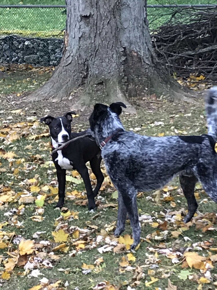 Jack+&+Frankie+5+months.jpg