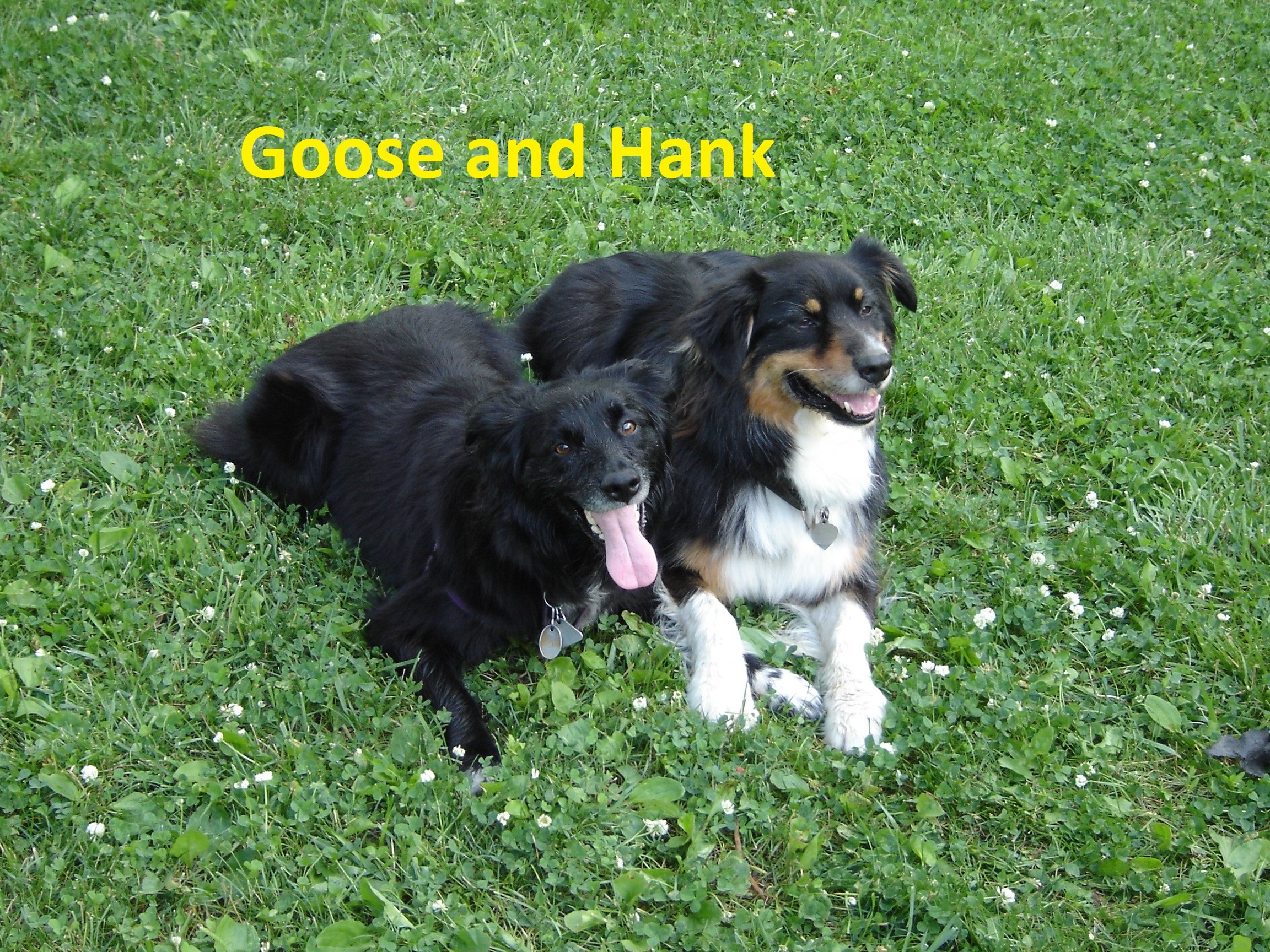 Goose & Hank.jpg