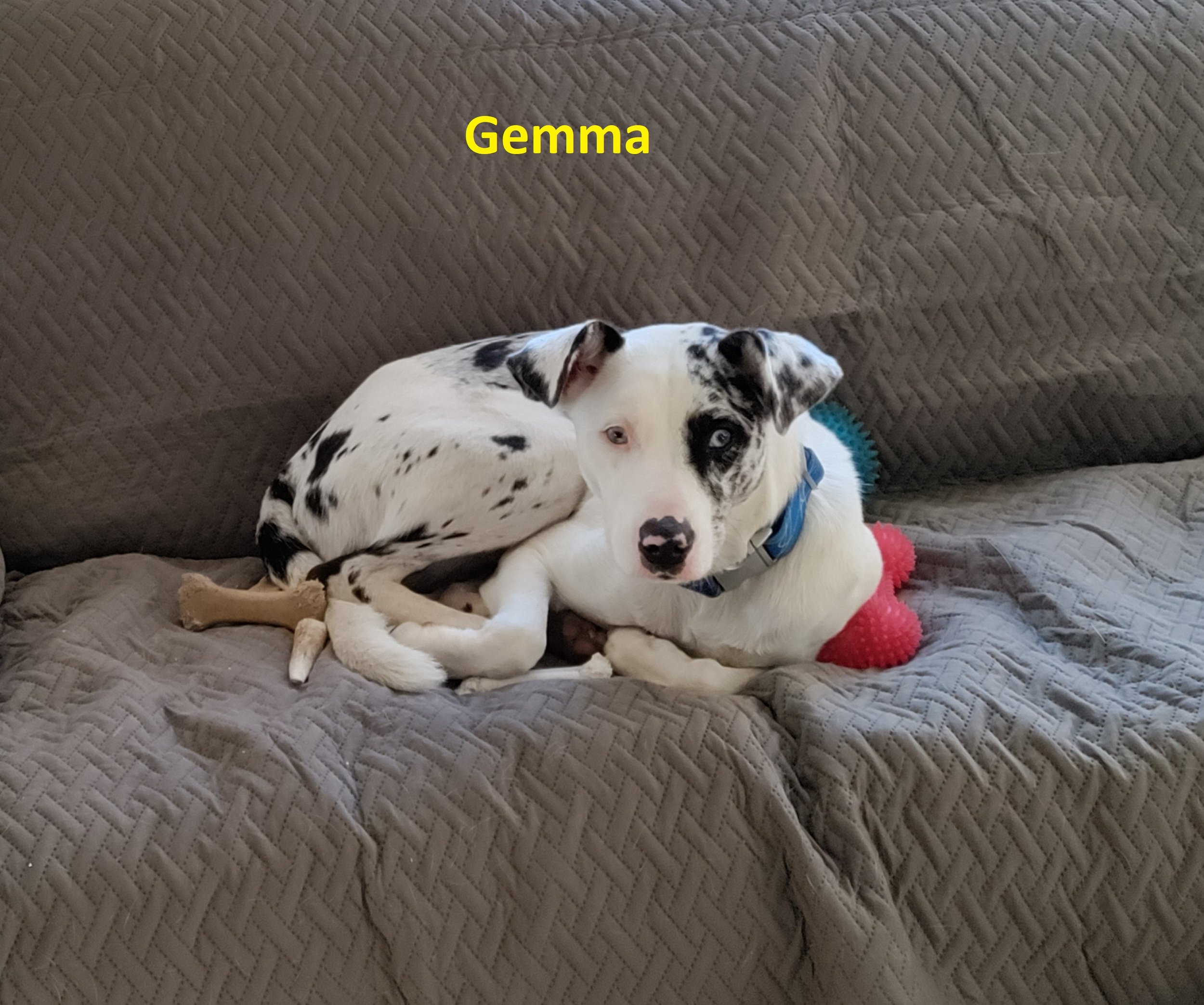 Gemma.jpg