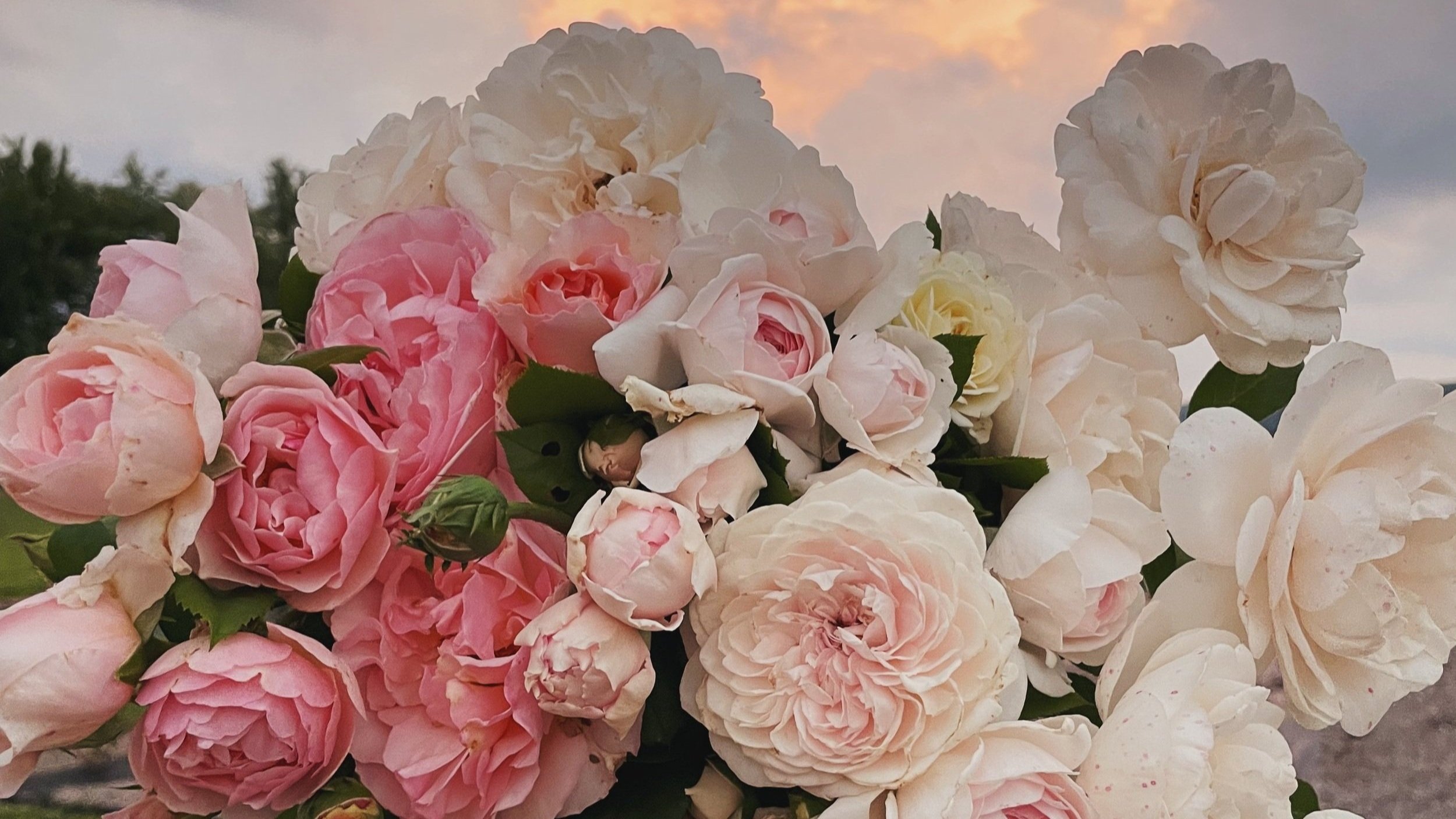 Rose Expansion