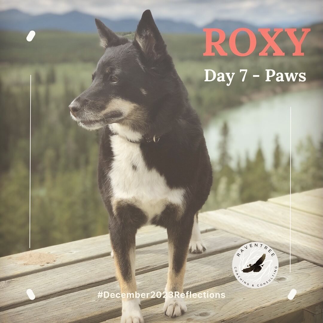 Day 7 - Paws

My dog, Roxy. With the daintiest paws, strong back, soft front and wild heart! 

#decemberreflections2023 
#beyou #beseenbeheard #courageousleadership #authenticleadership #cultivatingsafespace #strengthsfinder #leadfromwithin