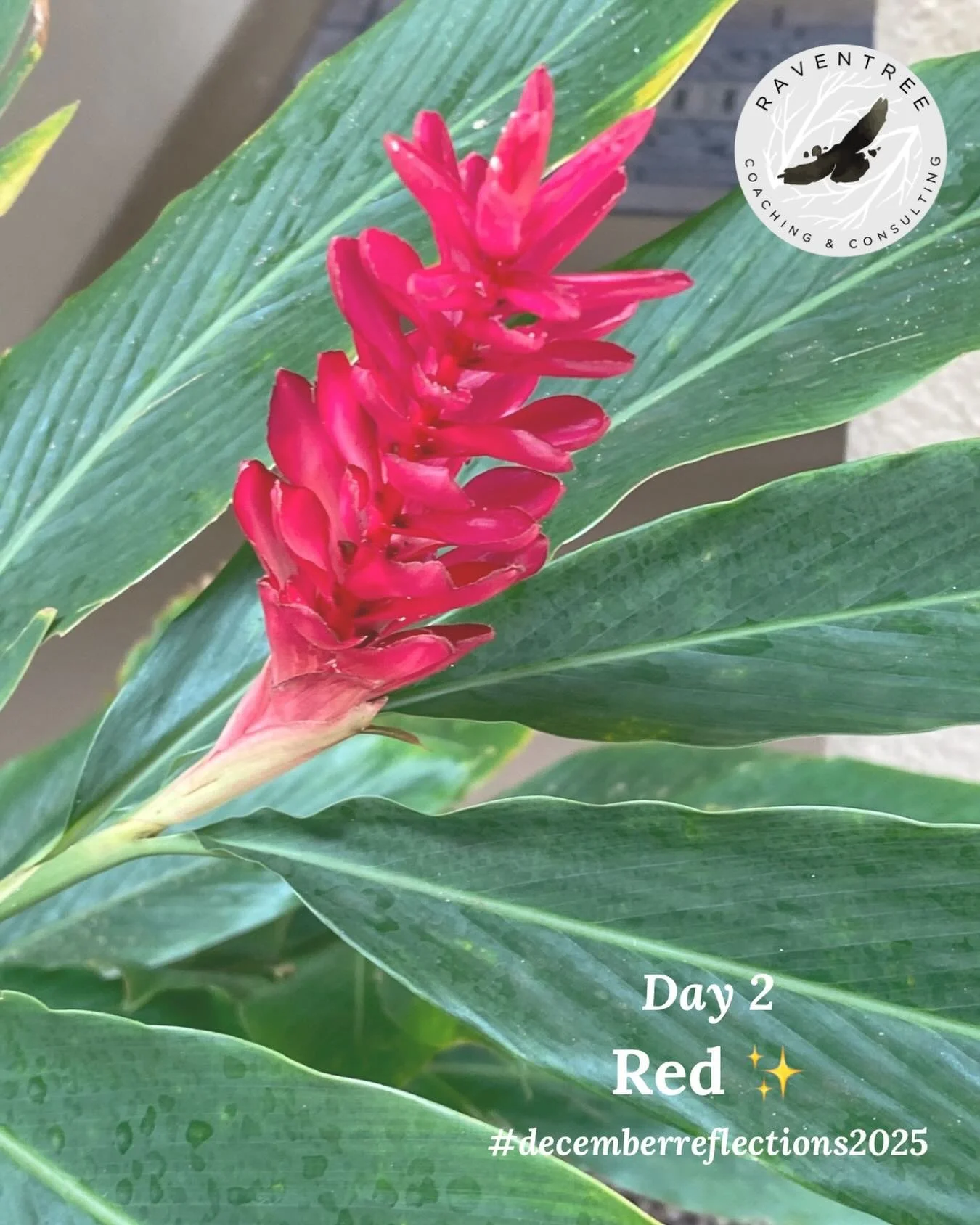 Day 2 Red

This beautiful bloom is Red Ginger.
It is known for symbolizing strength, passion, and vitality✨

It reminds me of Hawaii, of Aloha.

#decemberreflections2025 
#red