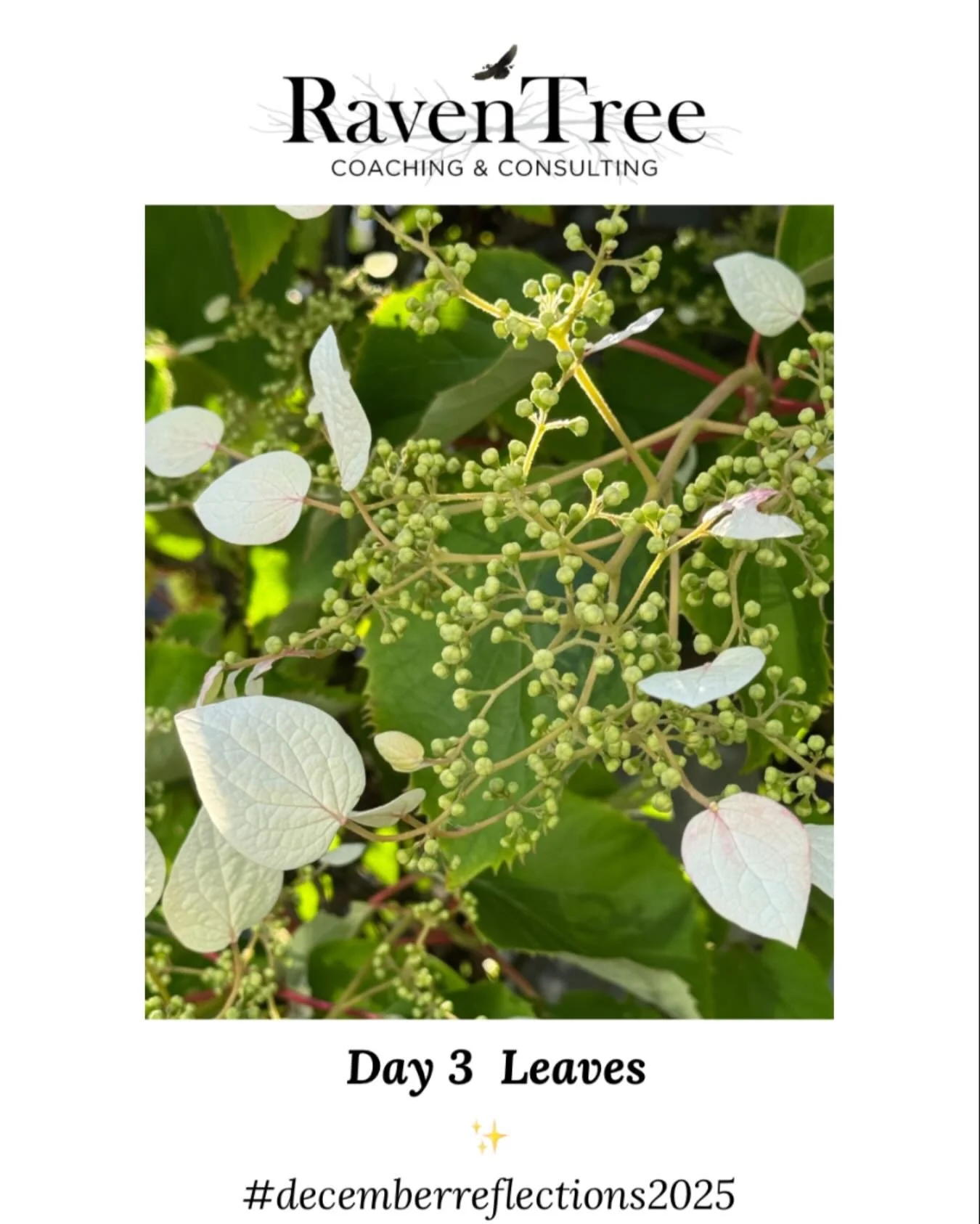 Day 3 Leaves ✨

These delicate angelic white leaves intrigued me when I saw them on a walk in early summer. 
Pure. Beauty. Perfectly formed. 

#decemberreflections2025 
#leaves