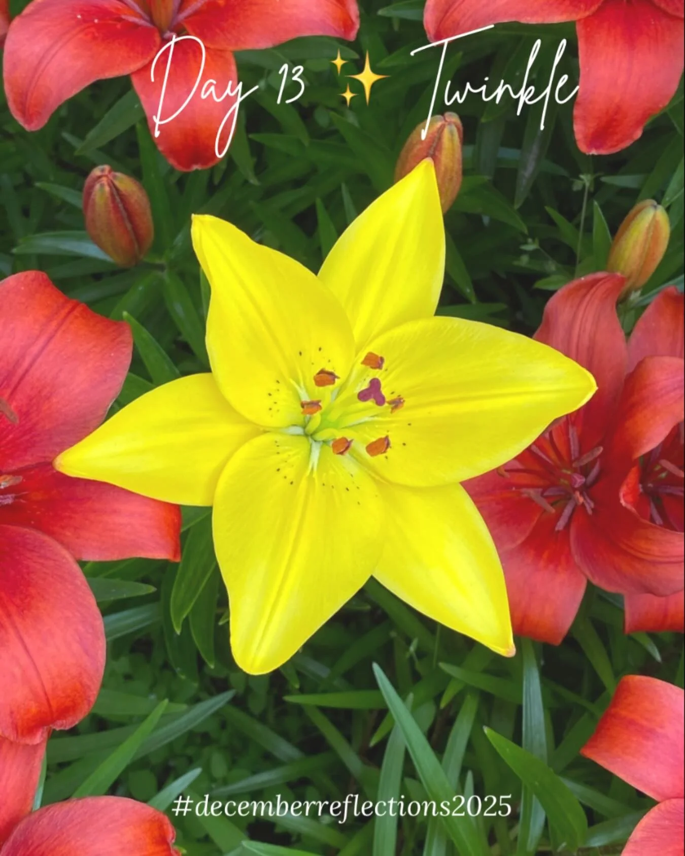 Day 13 ✨ Twinkle
This lily is always the first to emerge in my summer garden of lilies. 
And it is the only yellow one, the rest are red. 
It one twinkles brightly. It shows its uniqueness without hesitation, and with pride, quietly with strength. 


