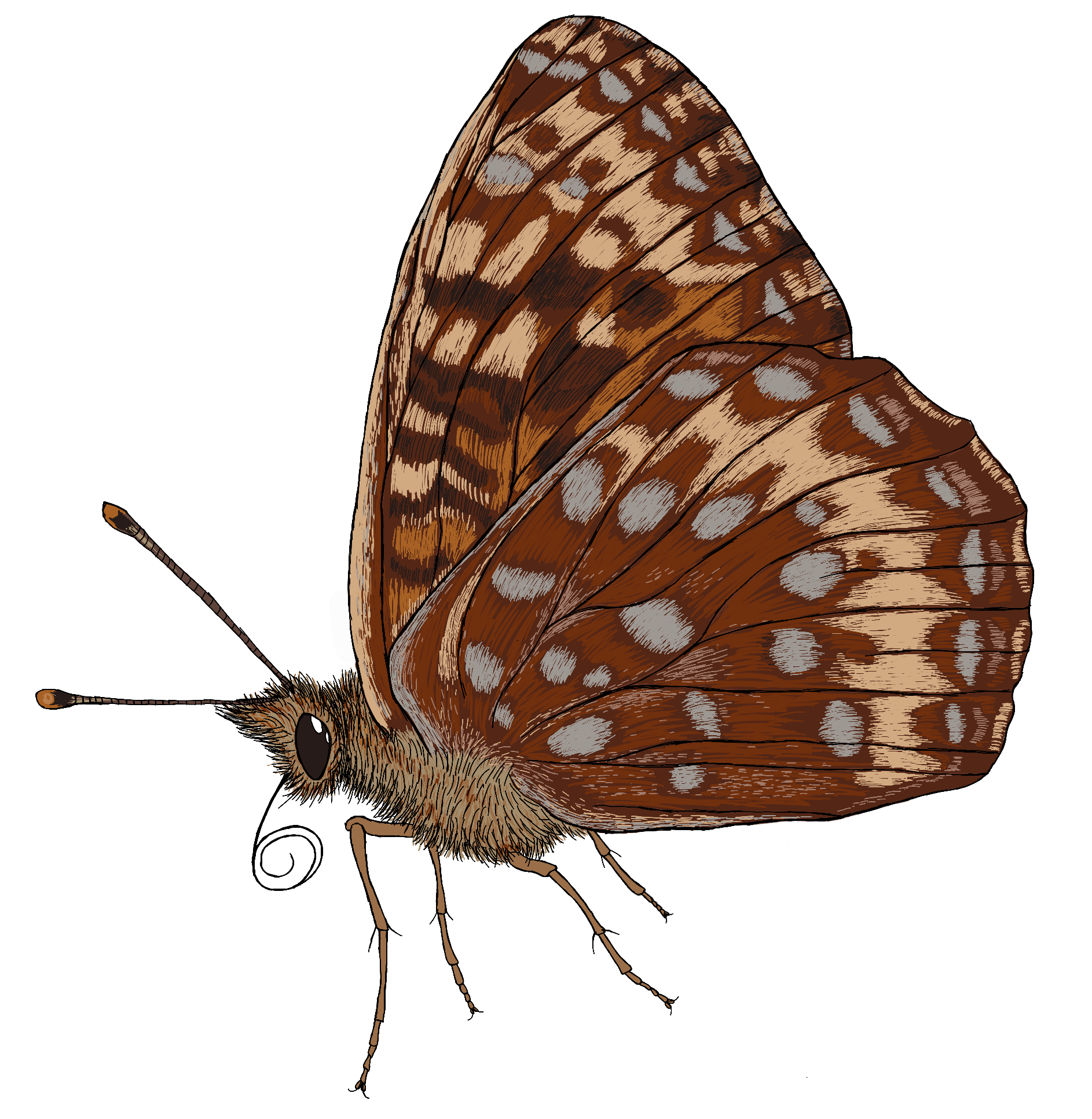 oregon silverspot.png