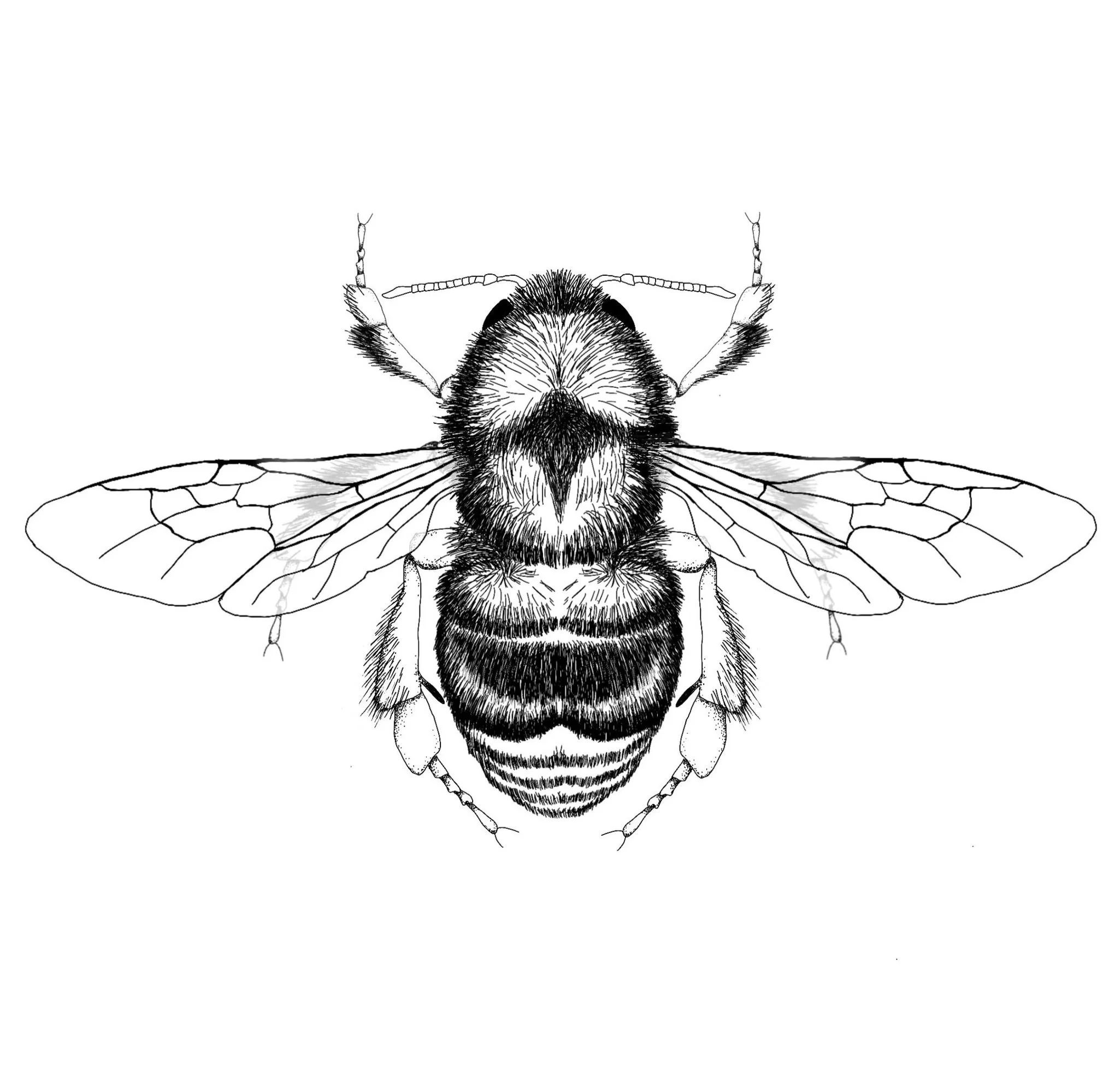 rusty patch for website (sq).jpg