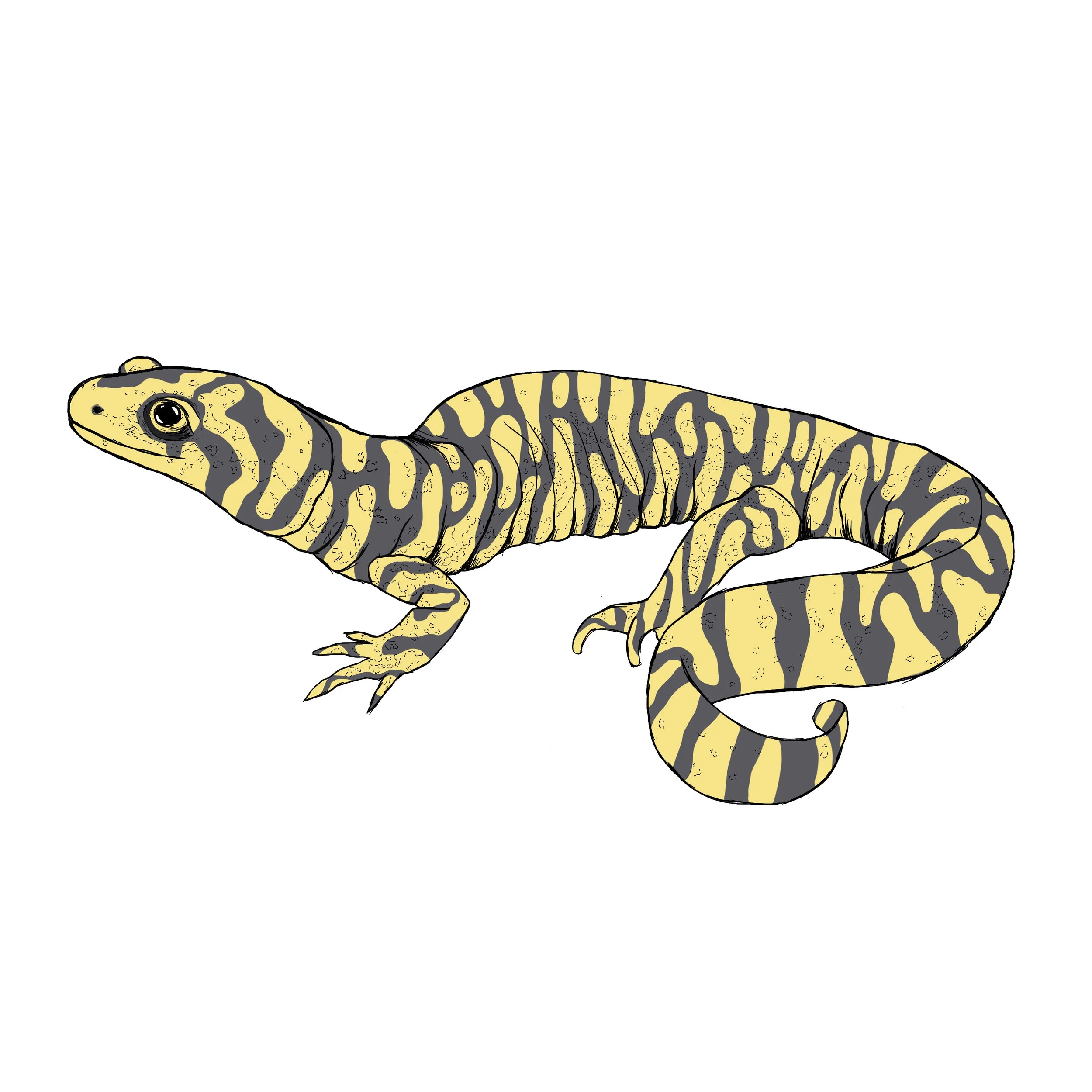 tiger salamnder for website (sq).jpg