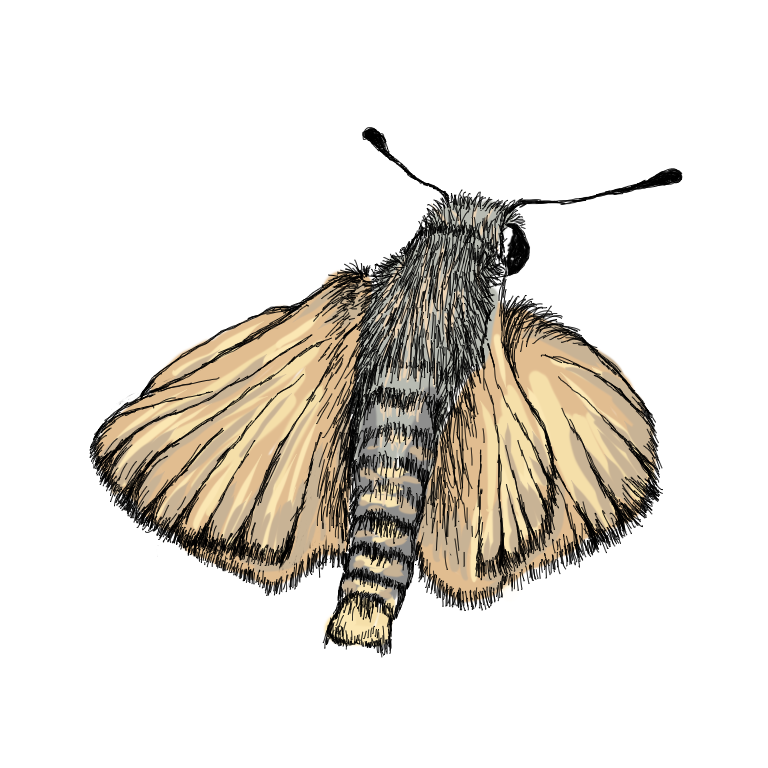 dakota skipper for website (sq).png