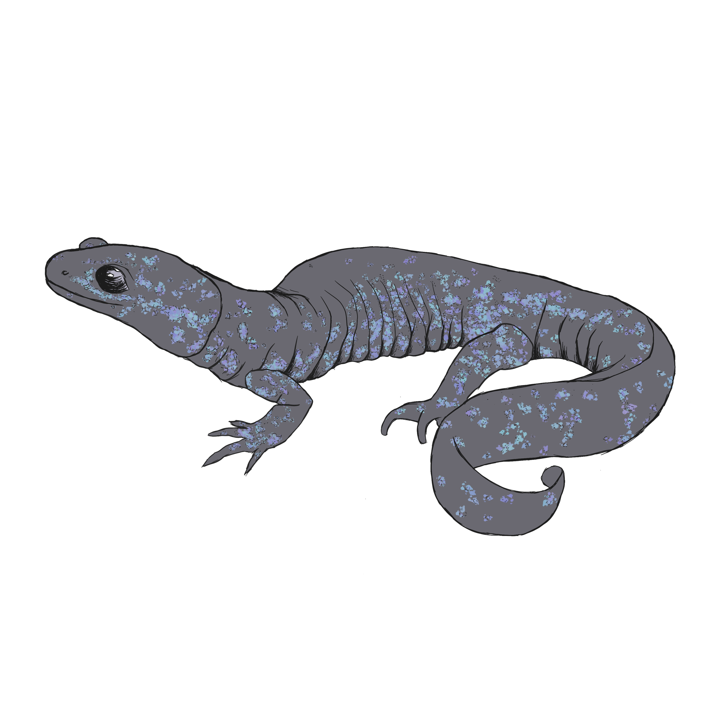 blue spotted salamander.png