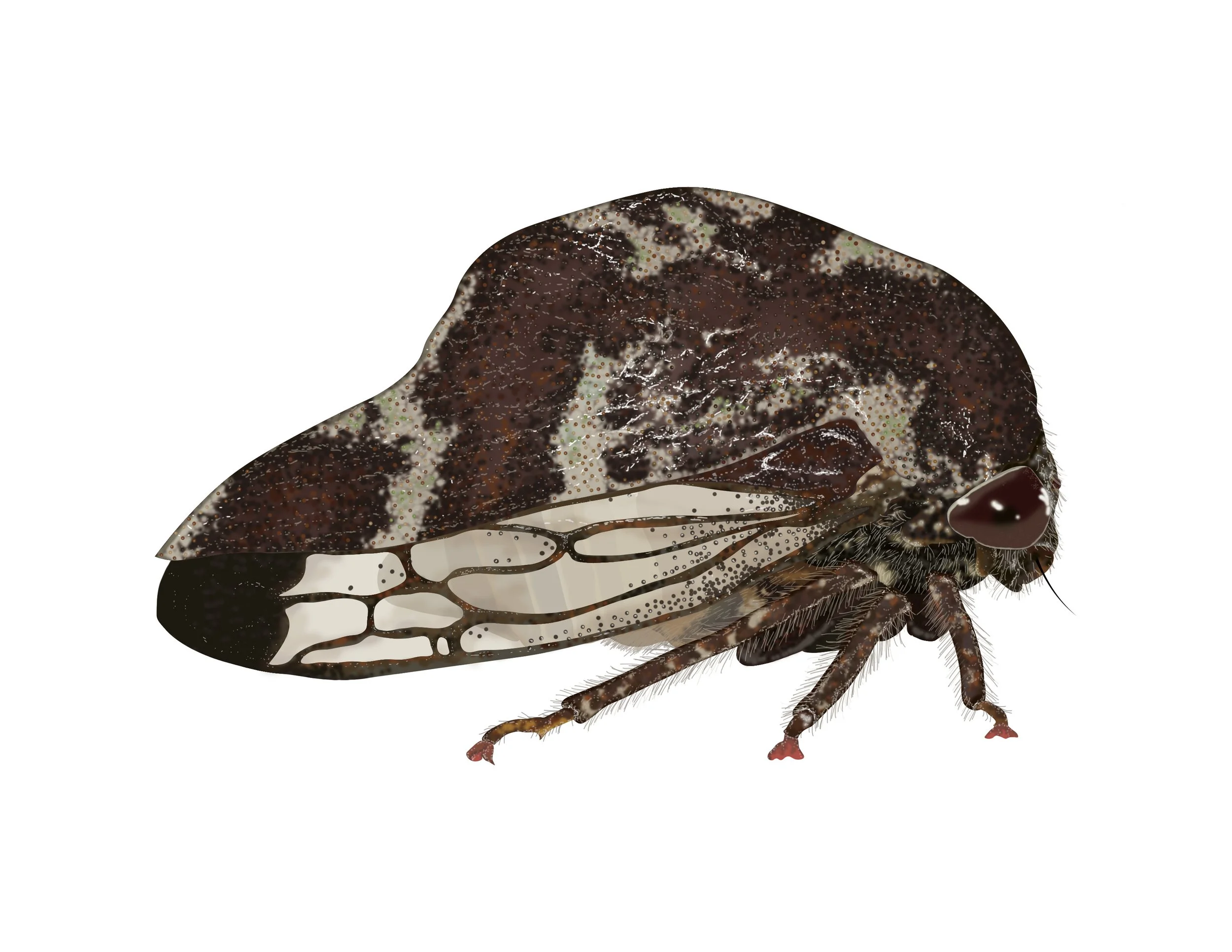 mottled treehopper.jpg