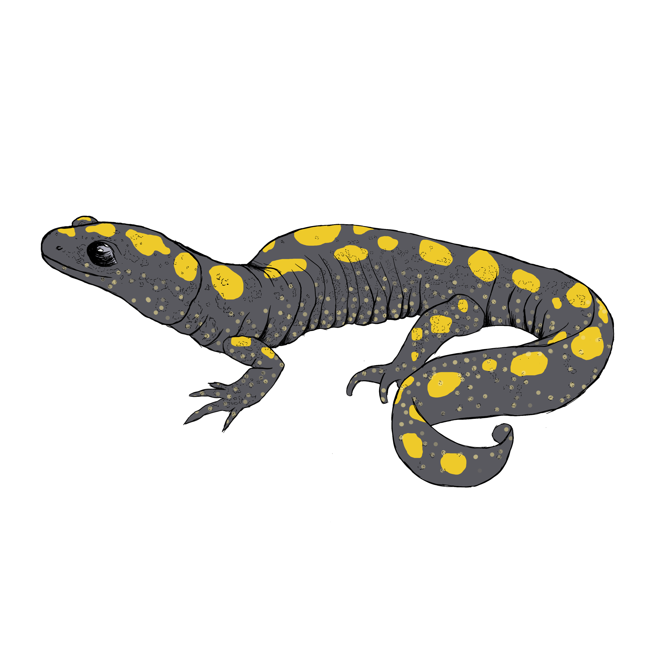 spotted salamander for website (sq).png