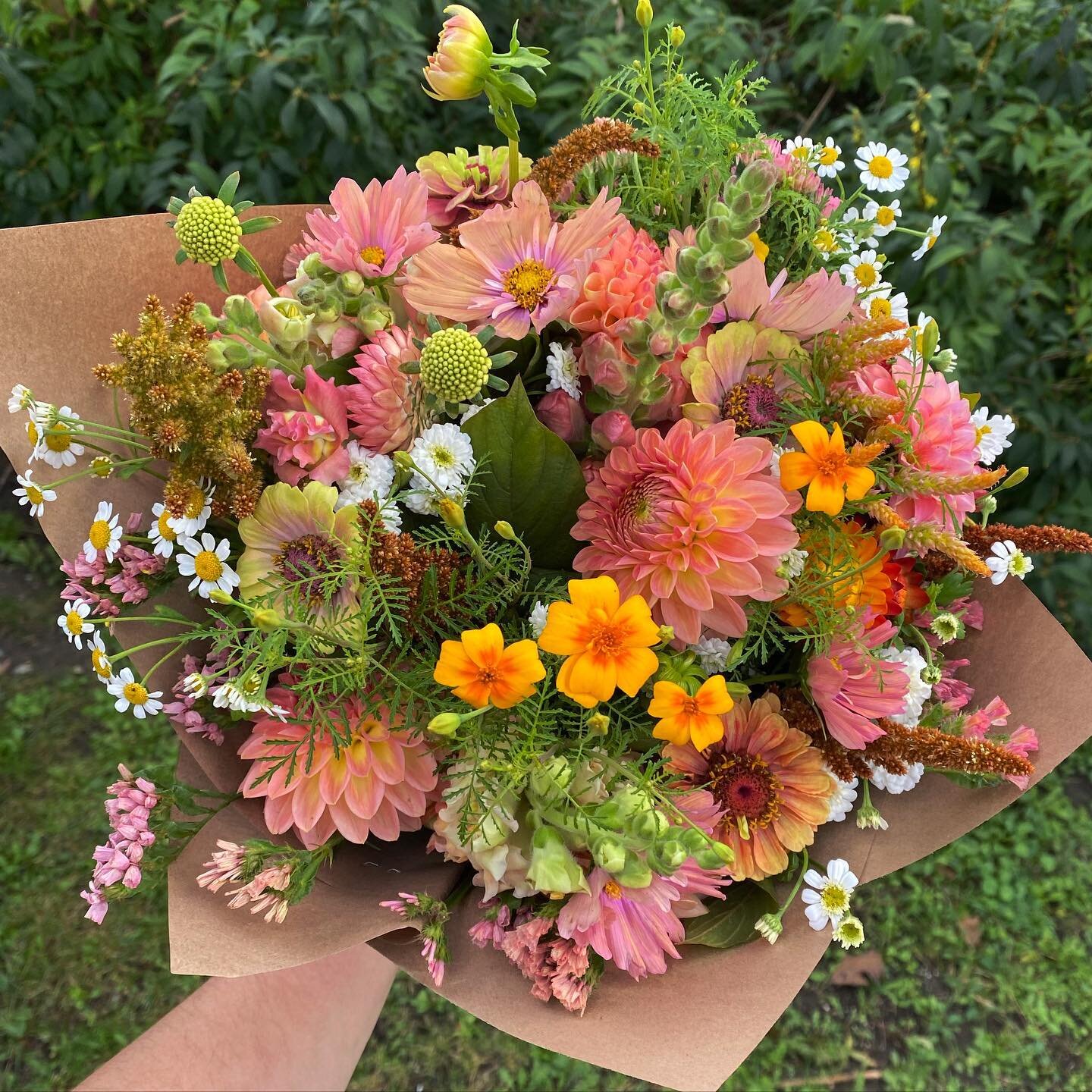 Final bouquet orders for 2023 are going out today 💐🥳 Cheers to this season, full steam ahead for 2024 flowers ☺️

#autumncolors #autumnbouquet #autumnflowers #autumnal #localflowers #seasonalflowers #flowerfarmer #flowerfarm #dahlias #amaranth