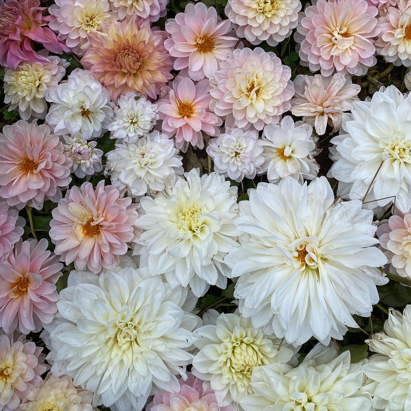 Sunday at the farm. The dahlias are all finally labeled and ready to be dug up to store the tubers for next year! And a visit from a kitty friend 🐈&zwj;⬛ 

#autumncolors #autumnflowers #autumnal #localflowers #seasonalflowers #flowerfarmer #flowerfa