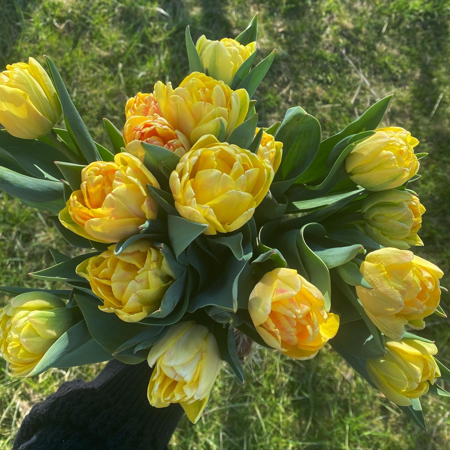 Happy April! Flowers are slowly starting, with so many more on the way! ☺️💐

#flowerfarm #flowerfarmer #flowerfarming #tulips #localflowers #localblooms #seasonalflowers #springflowers #anemone