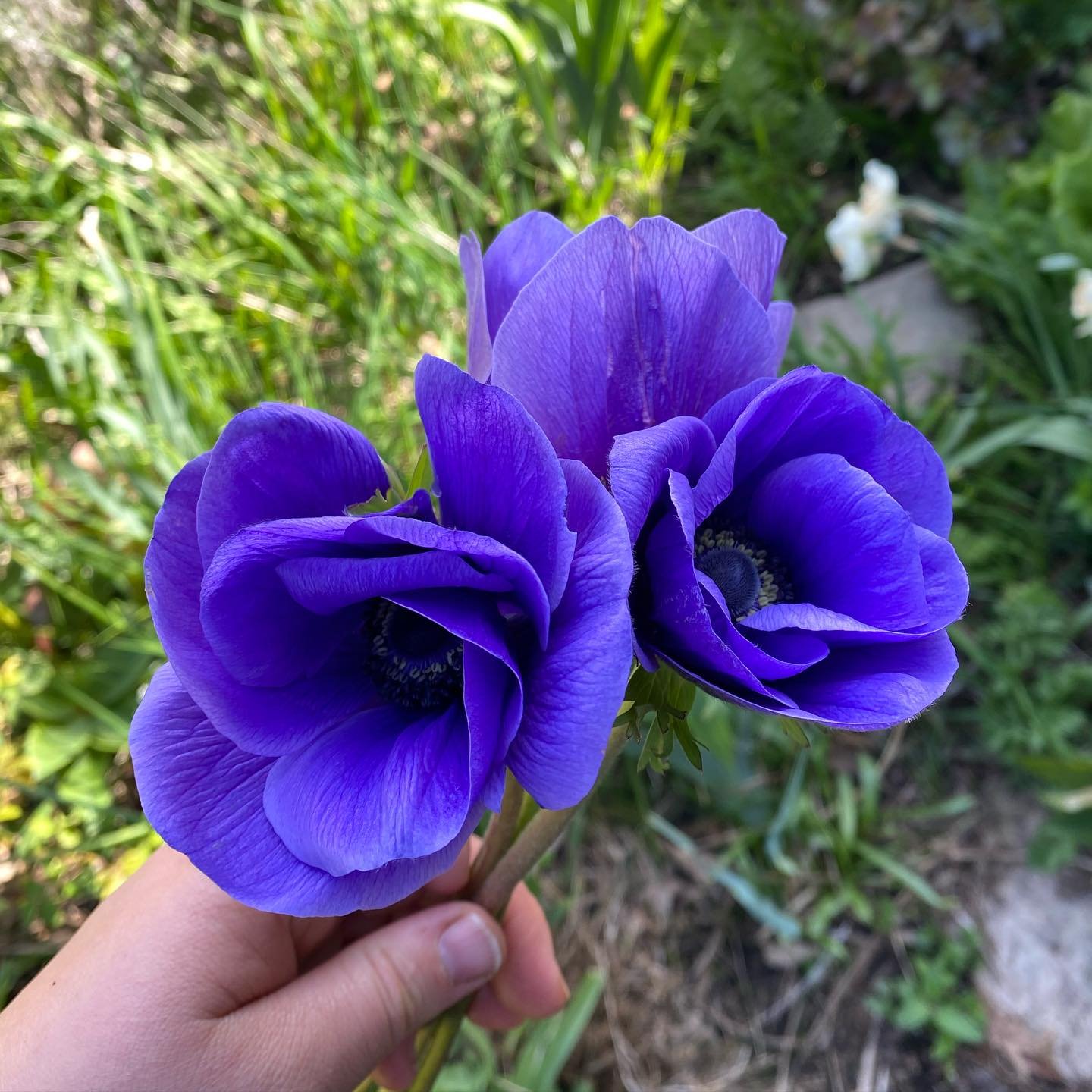 Anemone love 💙💜🤍🖤

#flowerfarm #flowerfarmer #flowerfarming #localflowers #localblooms #seasonalflowers #springflowers #anemone #freshflowers