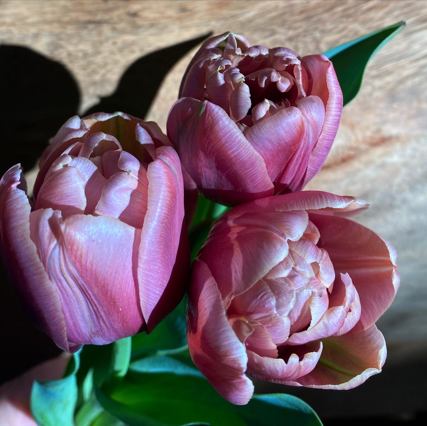 La Belle Epoque 😍💐

#labelleepoque #tulips #flowerfarm #flowerfarmer #flowerfarming #localflowers #localblooms #seasonalflowers #springflowers