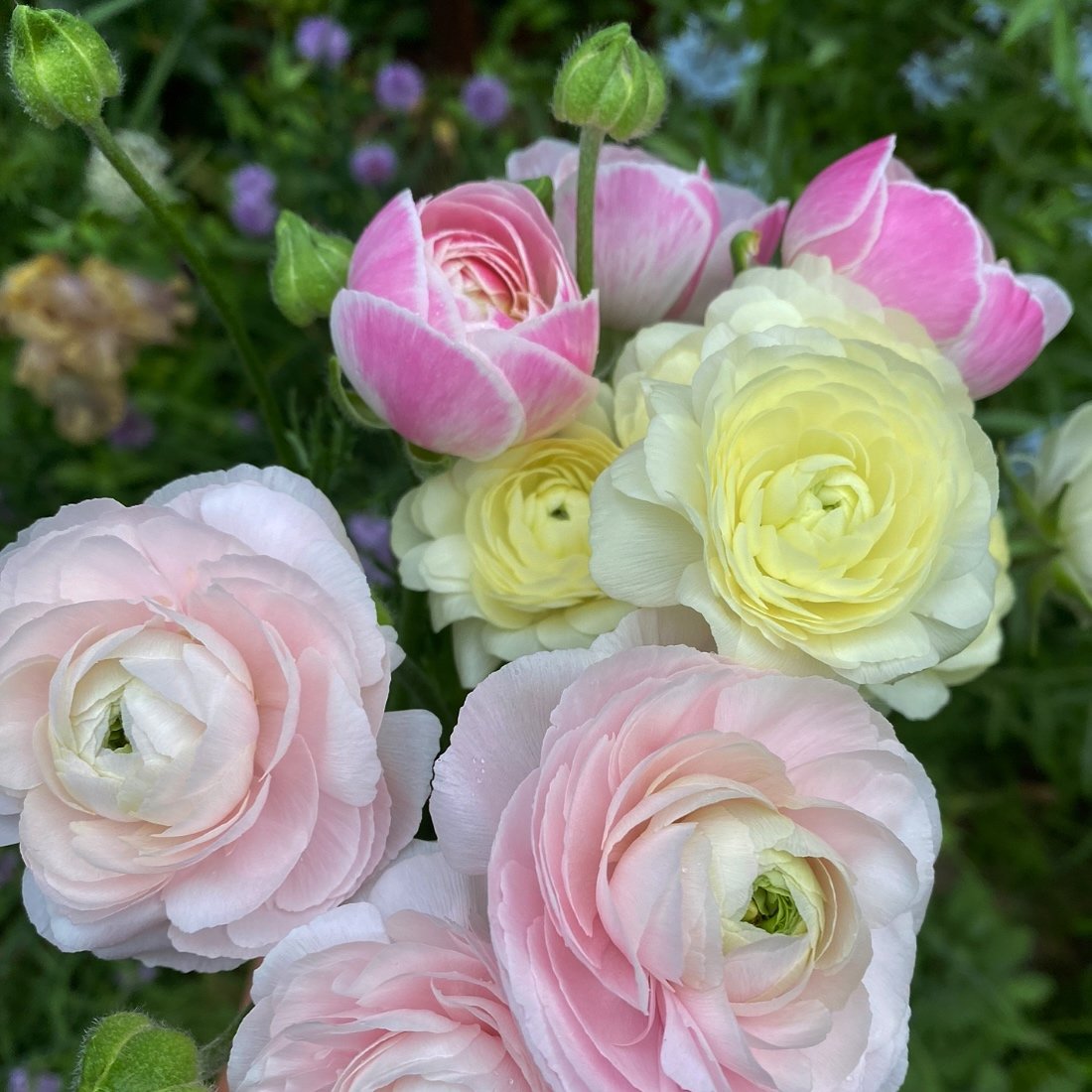 Any other flower people notice the blooms in Wicked: Part One? Dr. Dillamond and Elphaba&rsquo;s Iceland poppies, the ranunculus (pictured about) Fiyero plucked from a wall of climbing roses to put in Galinda&rsquo;s hair. The same pink ranunculus Ga