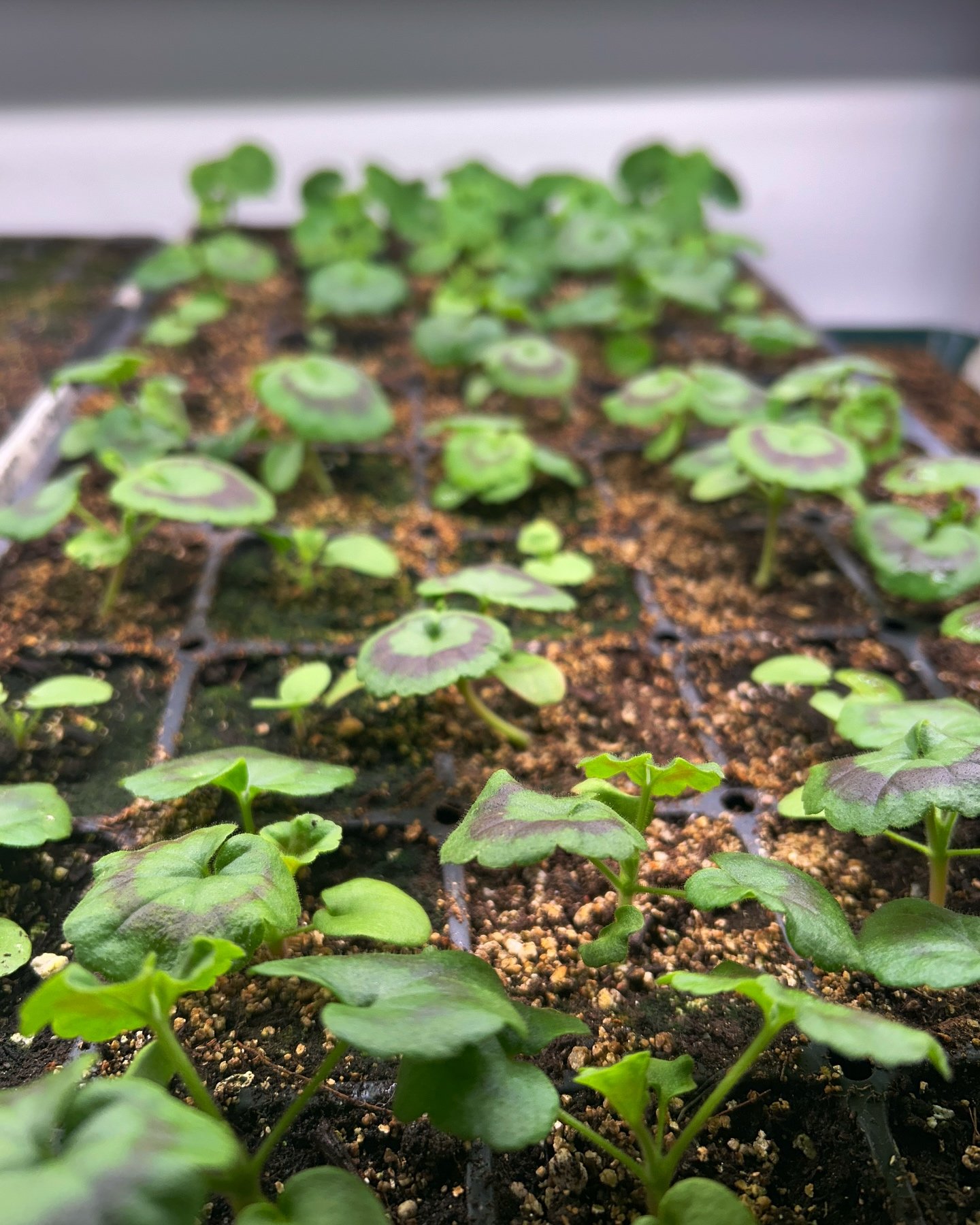 Baby pelargoniums and violas ☺️🌱💚

#pelargonium #geranium #seedlings