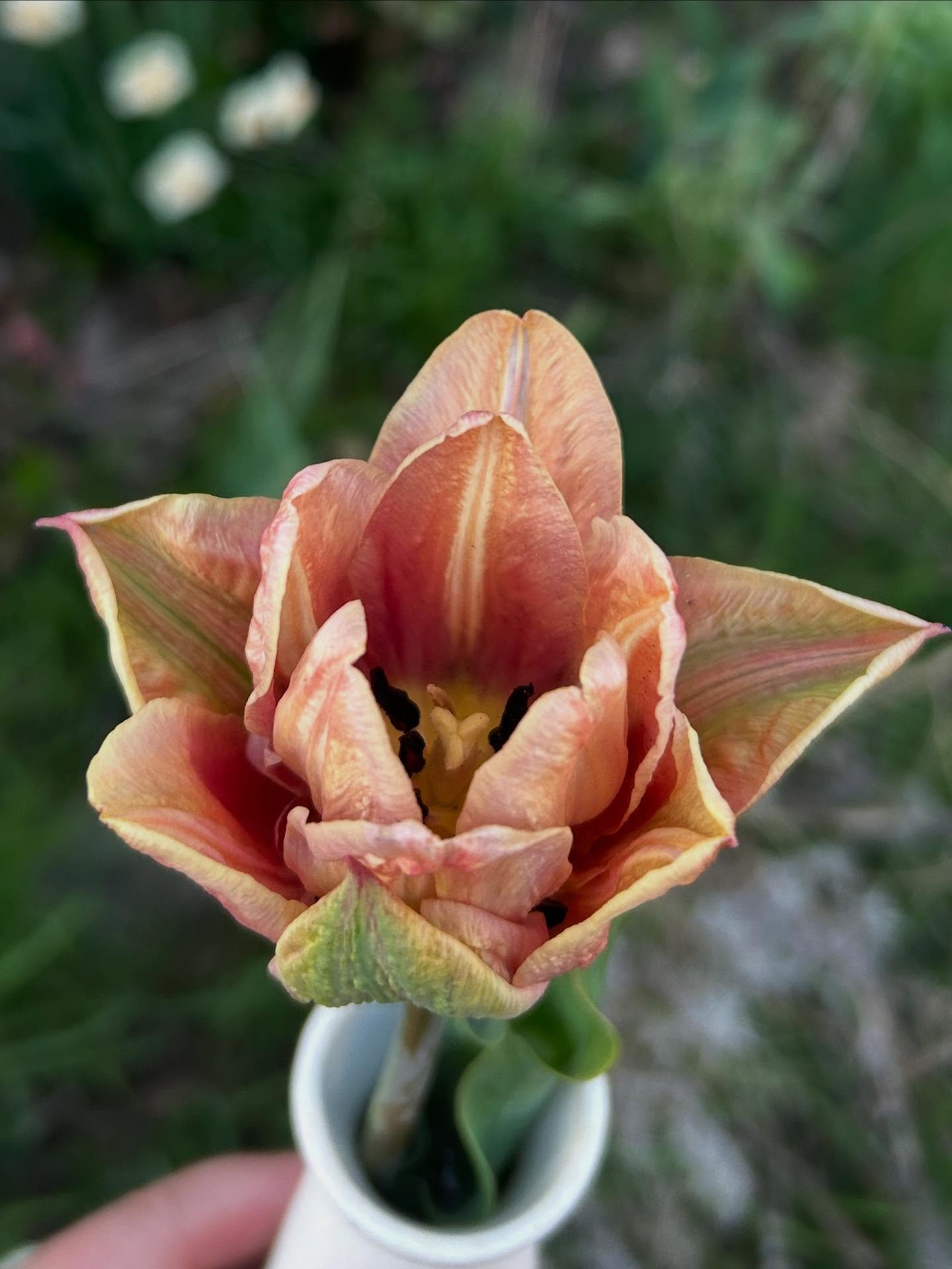 La Belle Epoque tulip is worth the hype. I&rsquo;m not growing it for cuts this season but I tucked some used bulbs in my garden from years past and they&rsquo;re blooming again! A fun surprise 🥰