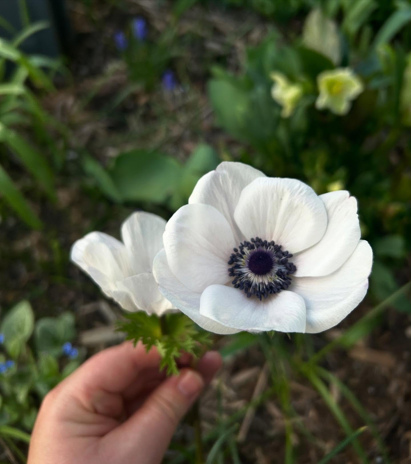 My first anemones of the season ☺️