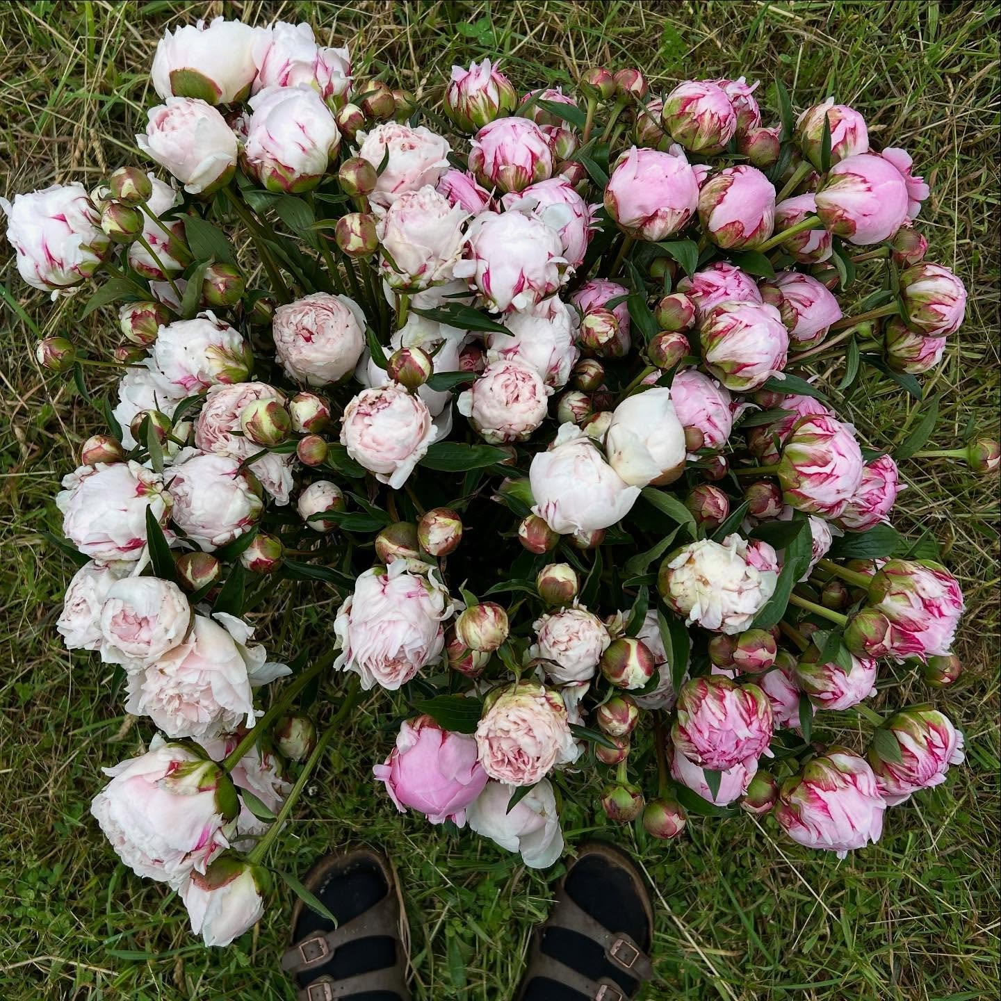 Peonies are coming on in full force now! Very satisfying to have my arms full of them ☺️👩🏻&zwj;🌾💐