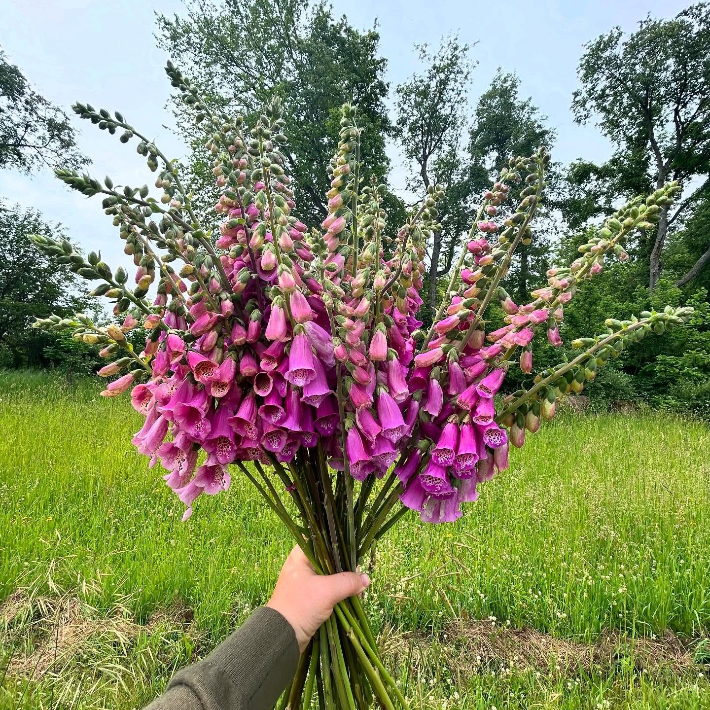 Foxglove time 💕💐