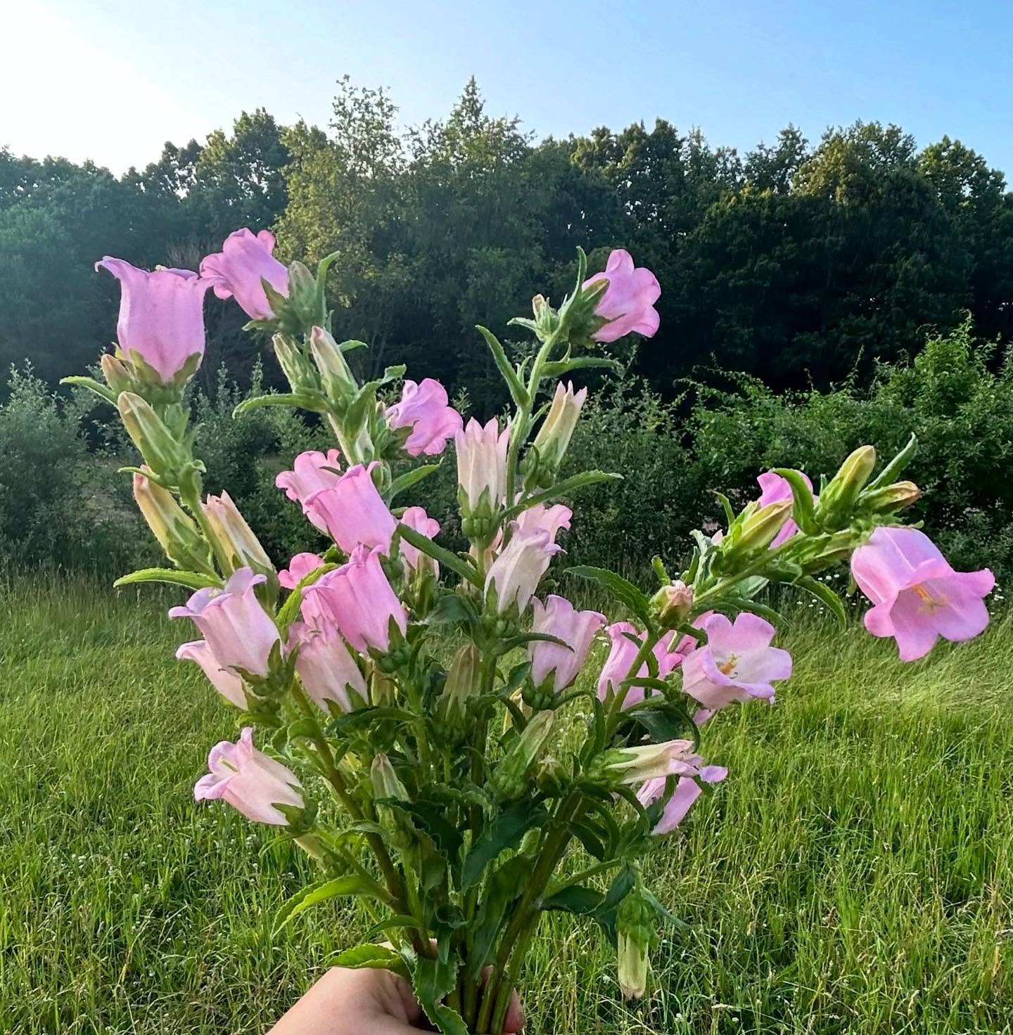 Campanula 💐💕