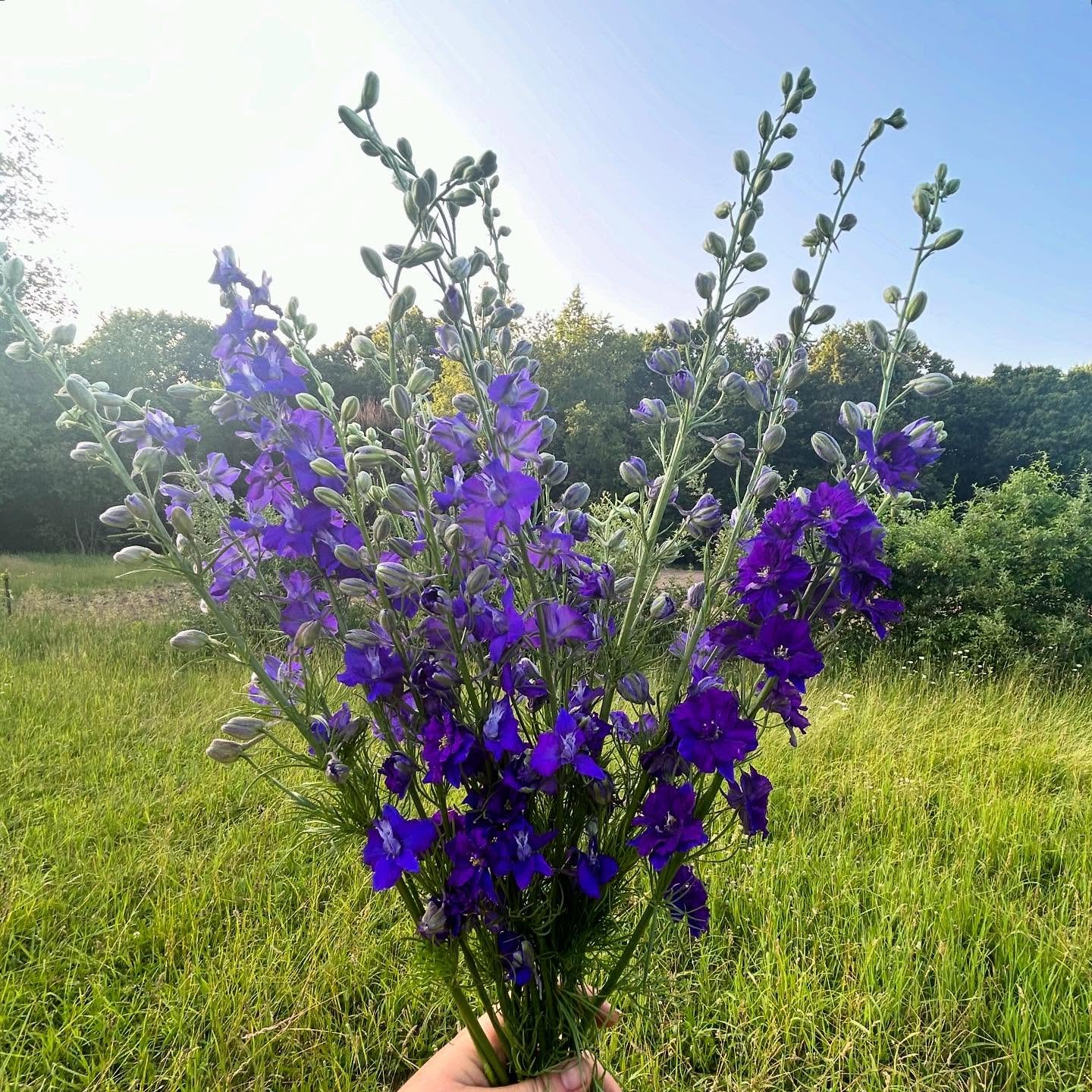 Fall-sown larkspur is just starting to bloom ☺️💜💕