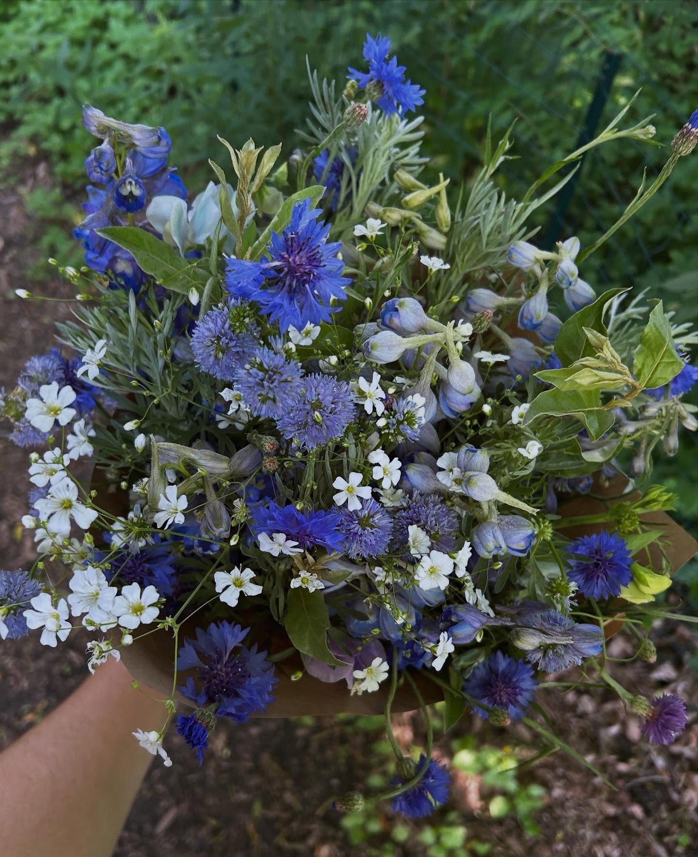 Who doesn&rsquo;t love blue flowers? ☺️🩵💙