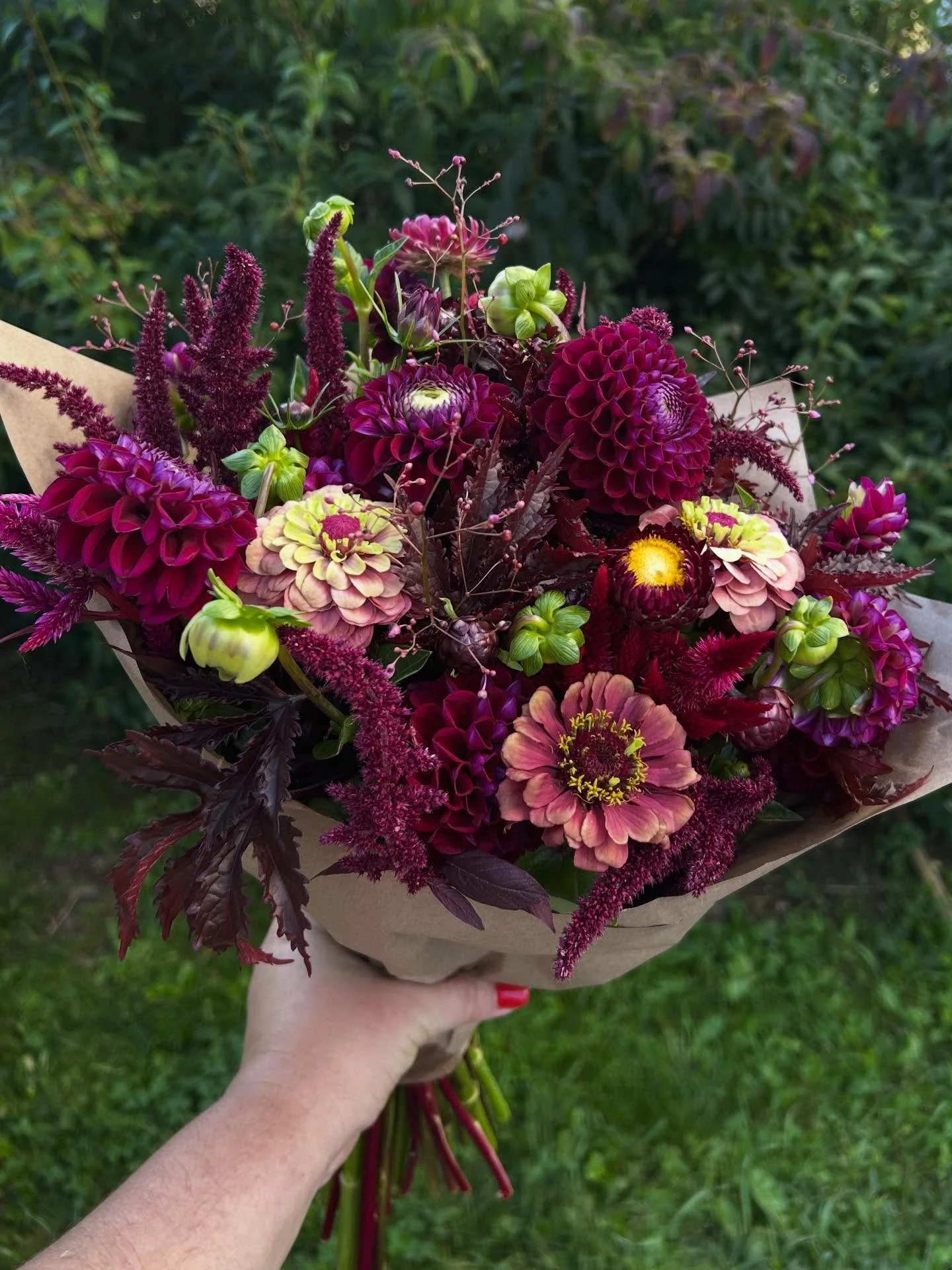 Dahlia Ivanetti looks like rubies to me 🥰💐🍁🍂