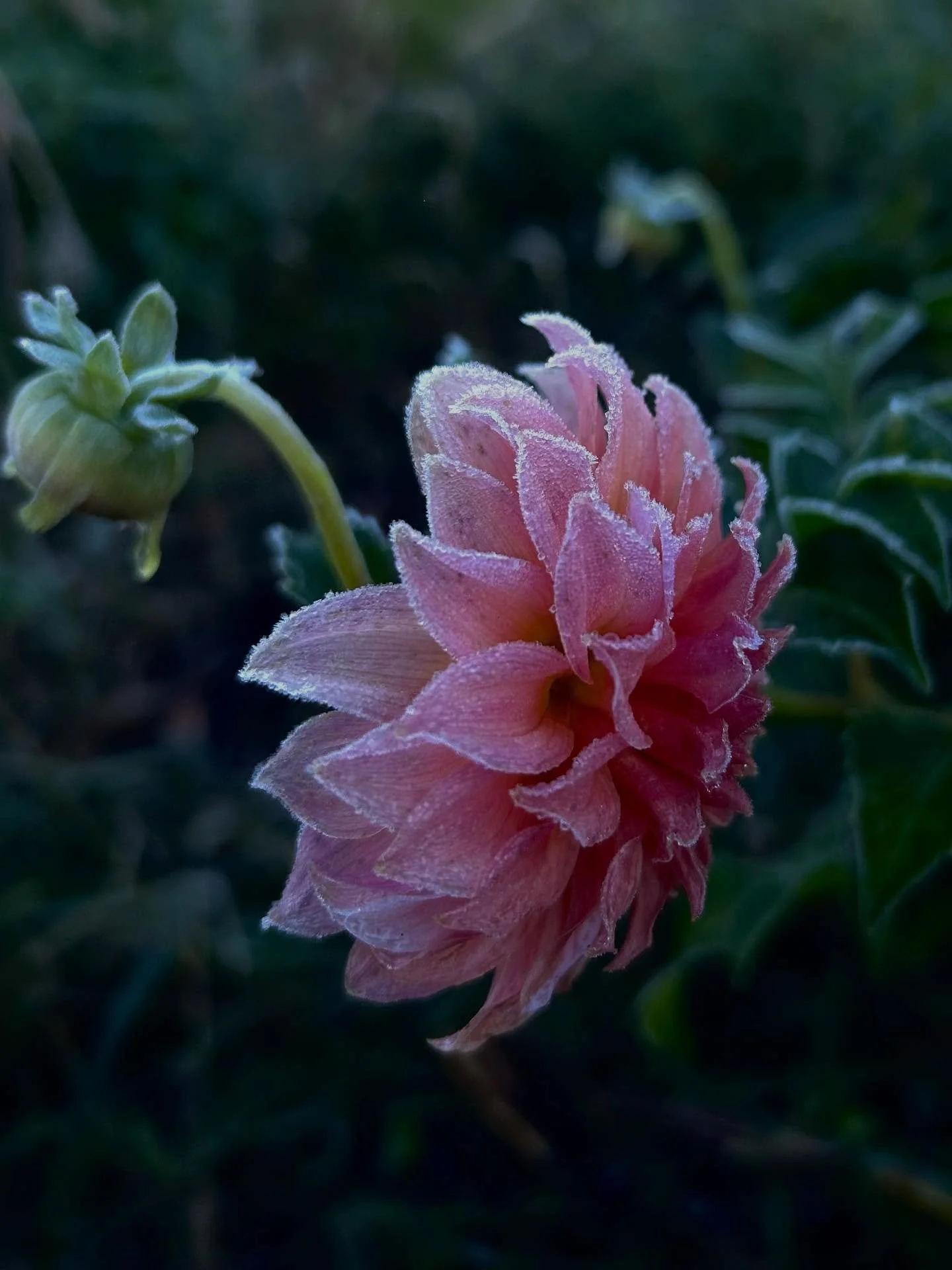 Frostmas 2025! The farm got a hard frost last night, the flowers look so beautiful with the ice crystals still on them. As the sun melts the frost, all of the tender plants will turn to brown mush. See you next year, flowers 💐