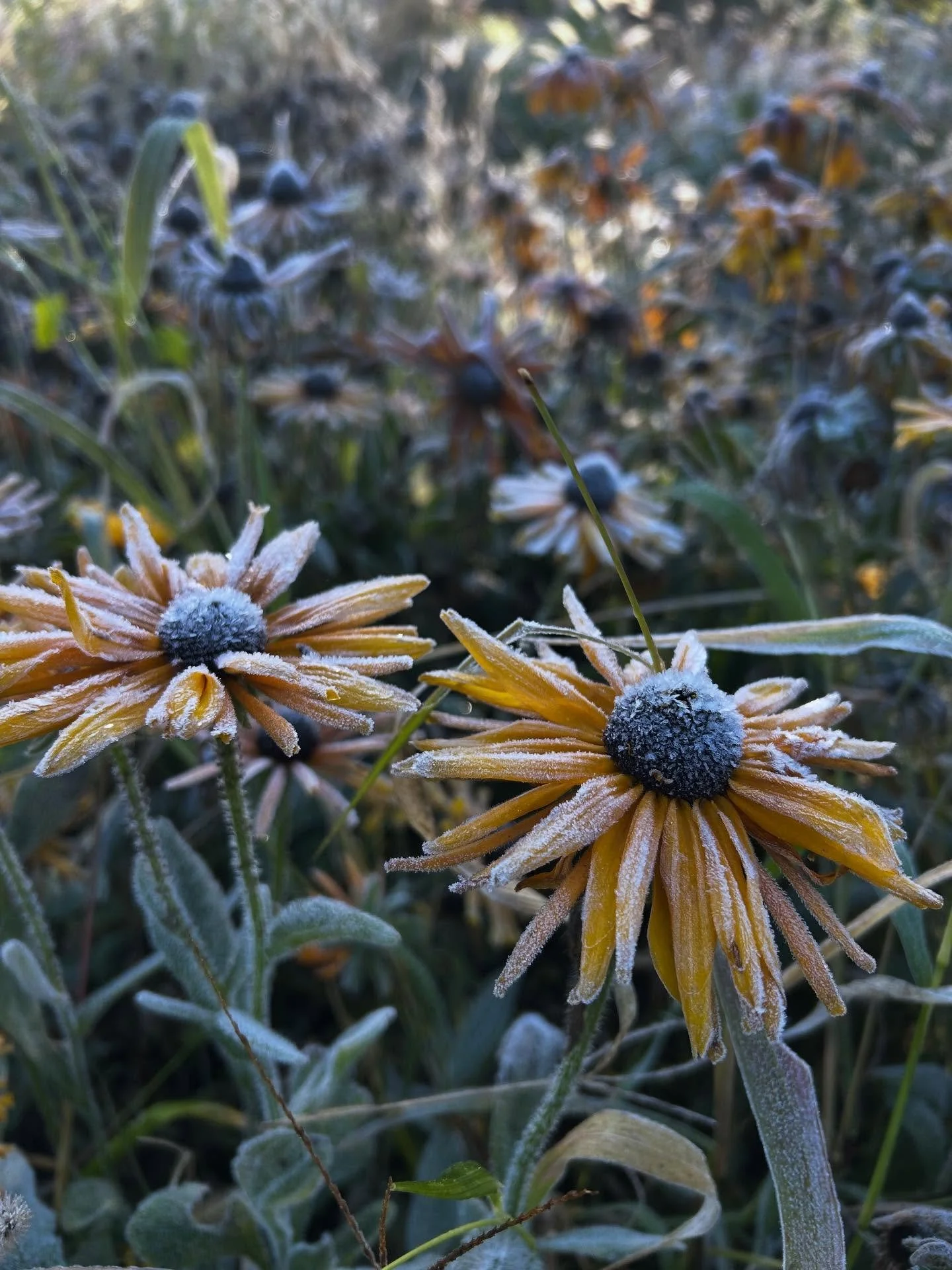 Sparkly from frost 💕