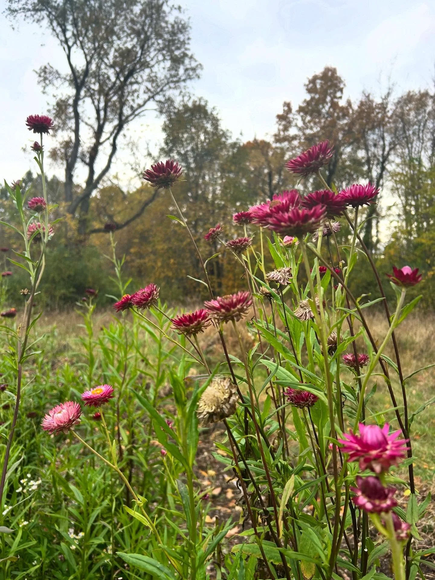 I love autumn at my little farm ☺️🍁🍂🧡