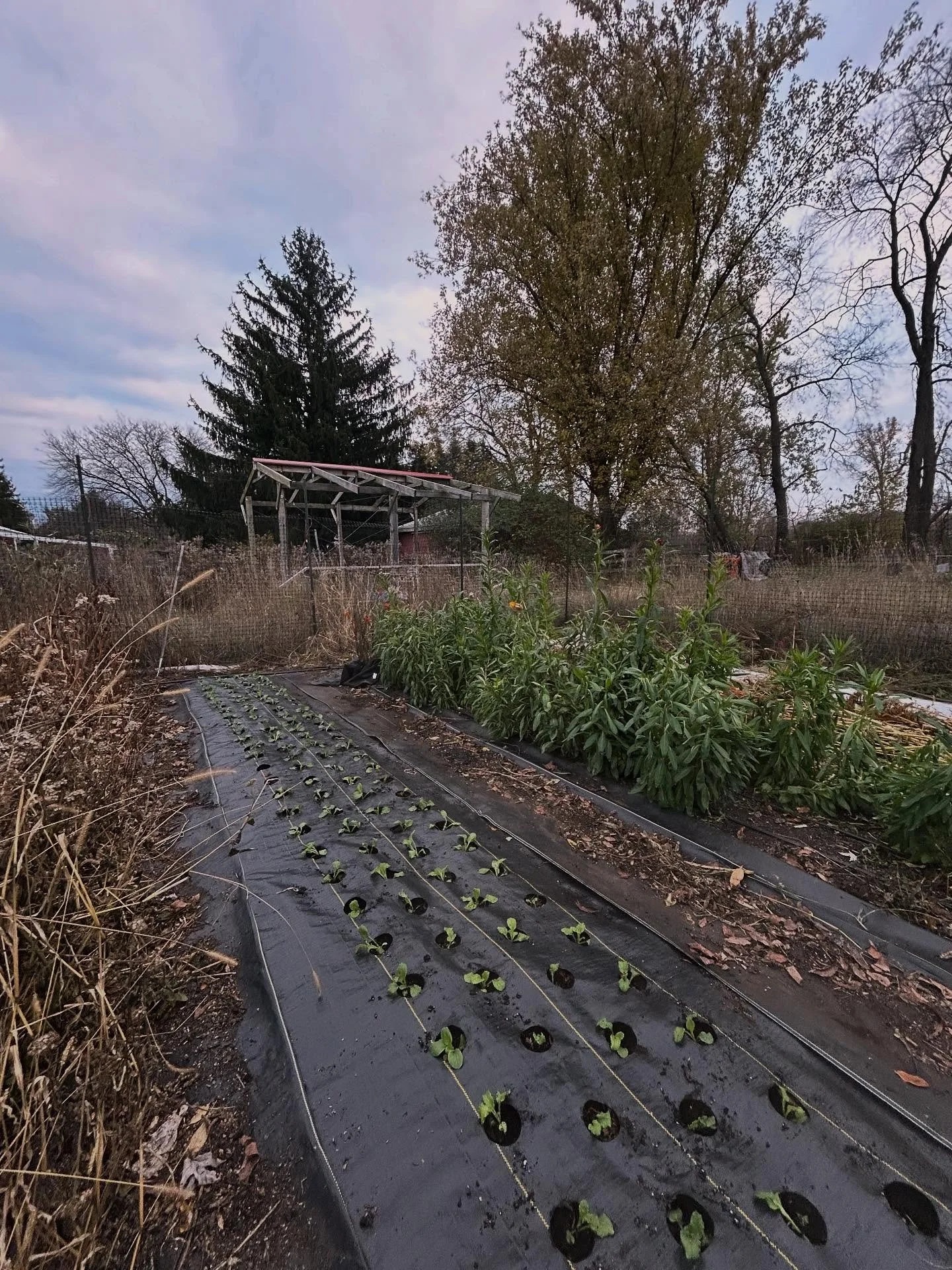 Got the campanula and rudbeckia seedlings planted! 🌱💚 tucked in and ready to root in for winter