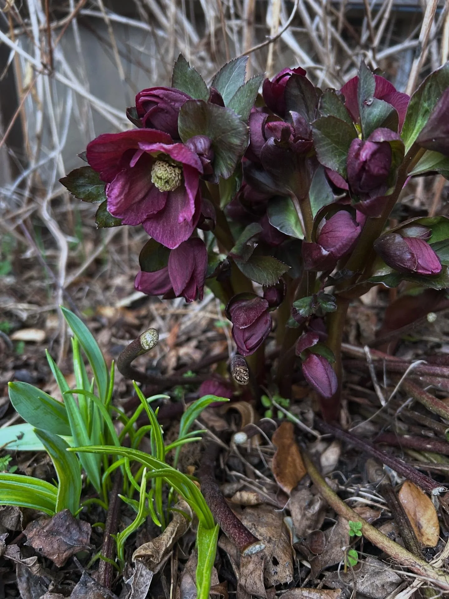 Hellebores waking up 🥳