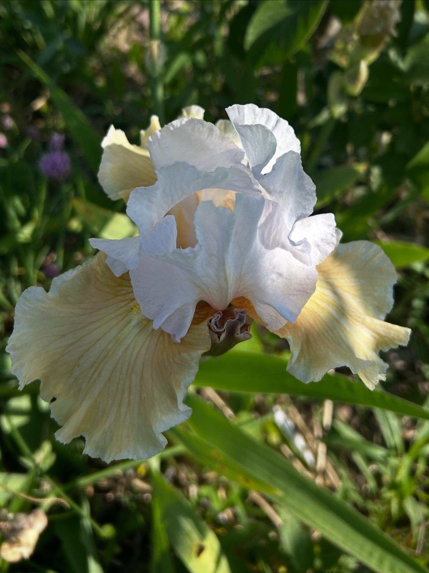 First iris in my garden opened this morning ☺️