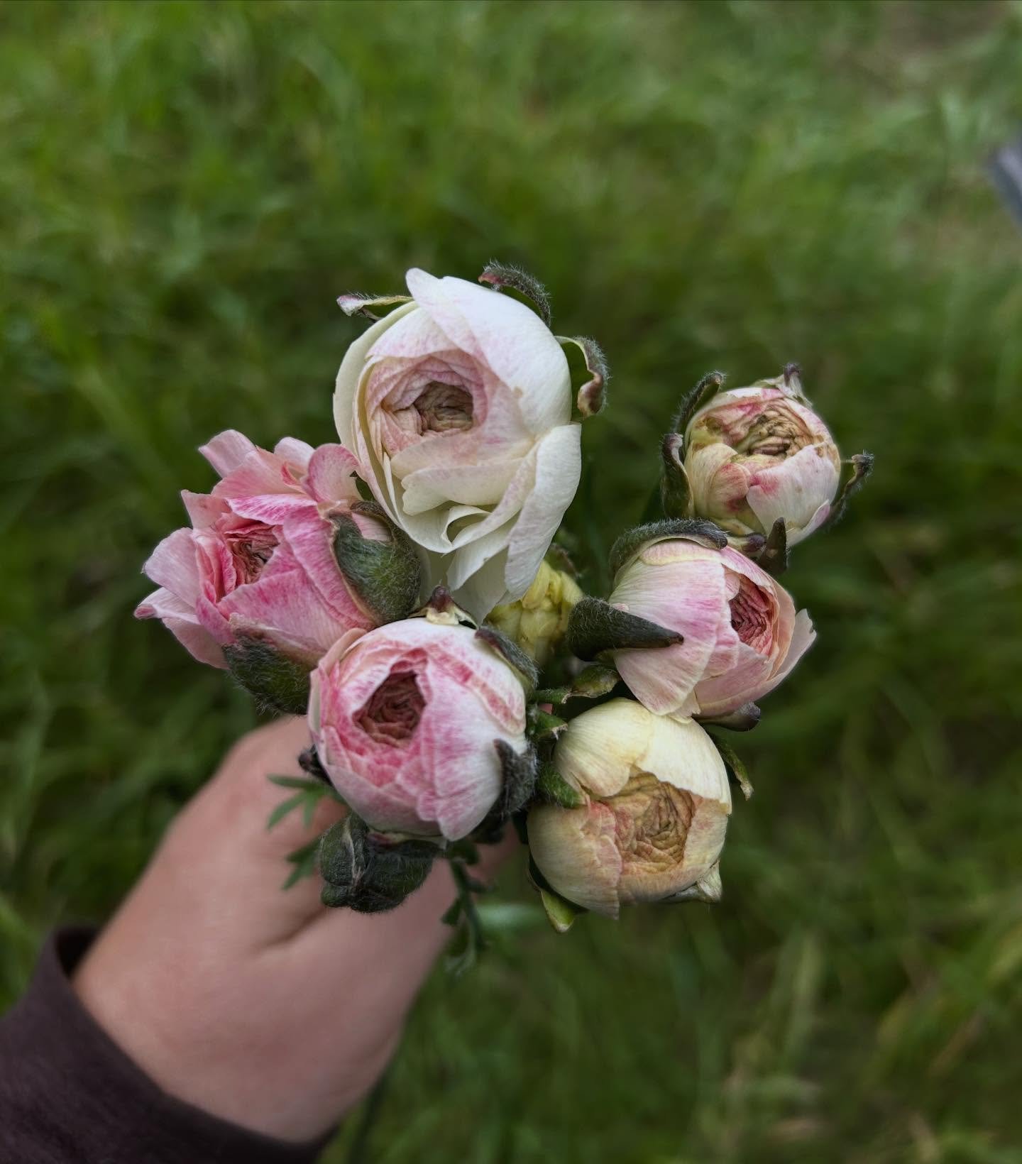 A little handful of joy💐💜
