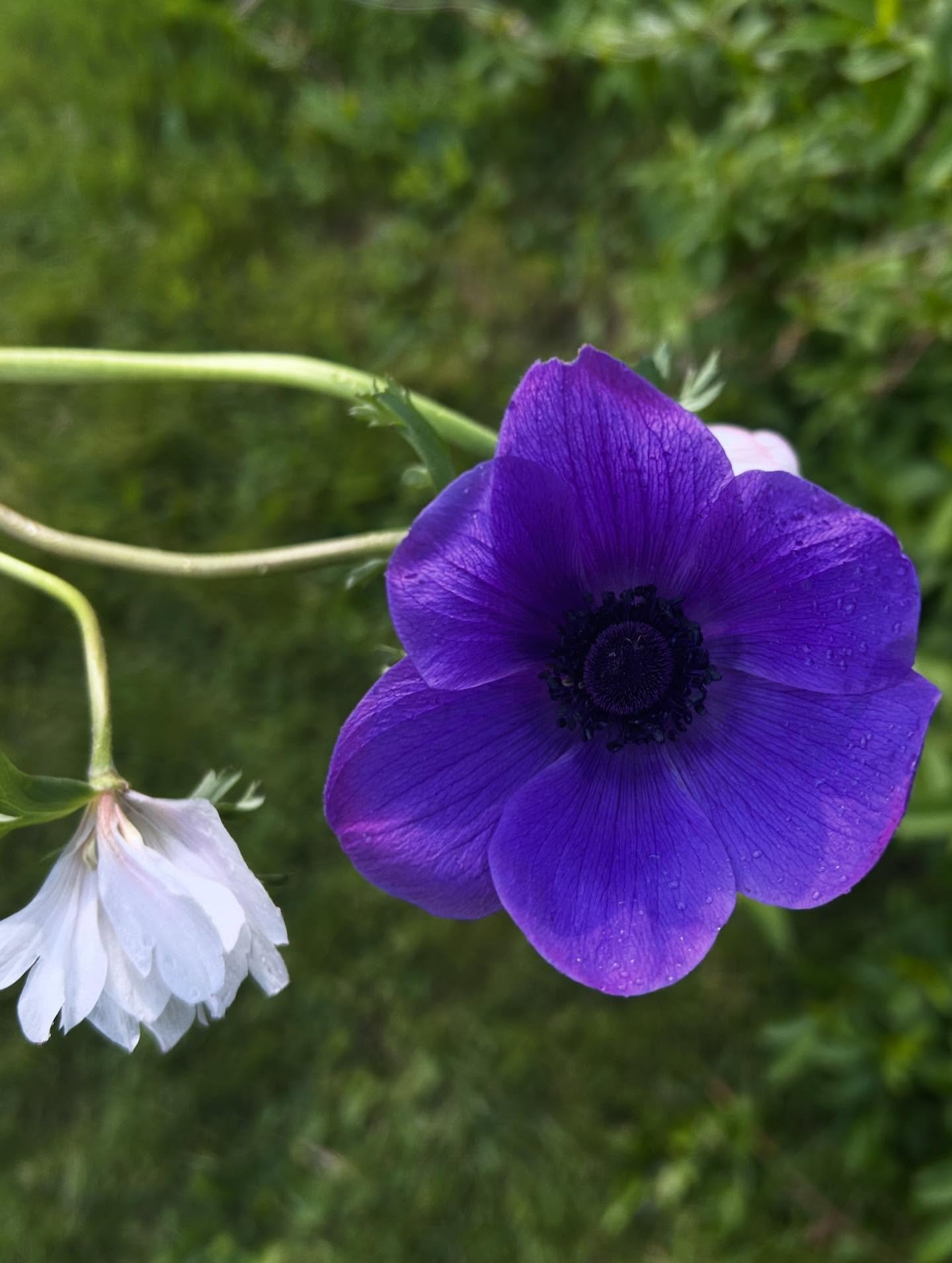 Sweet anemones