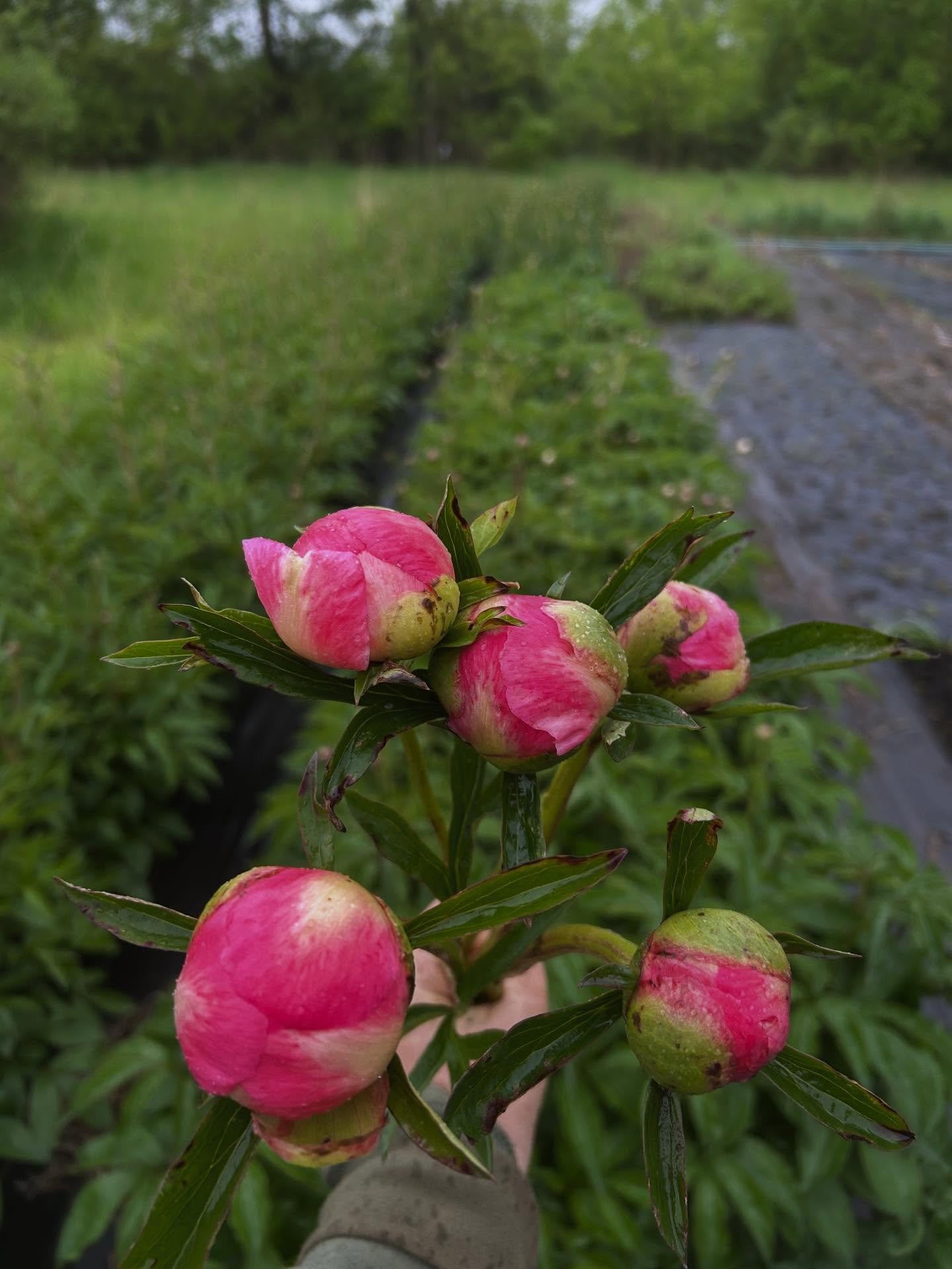 Coral Charm peonies are starting to ripen! And the baby dahlias are loving the rain 🌧️
