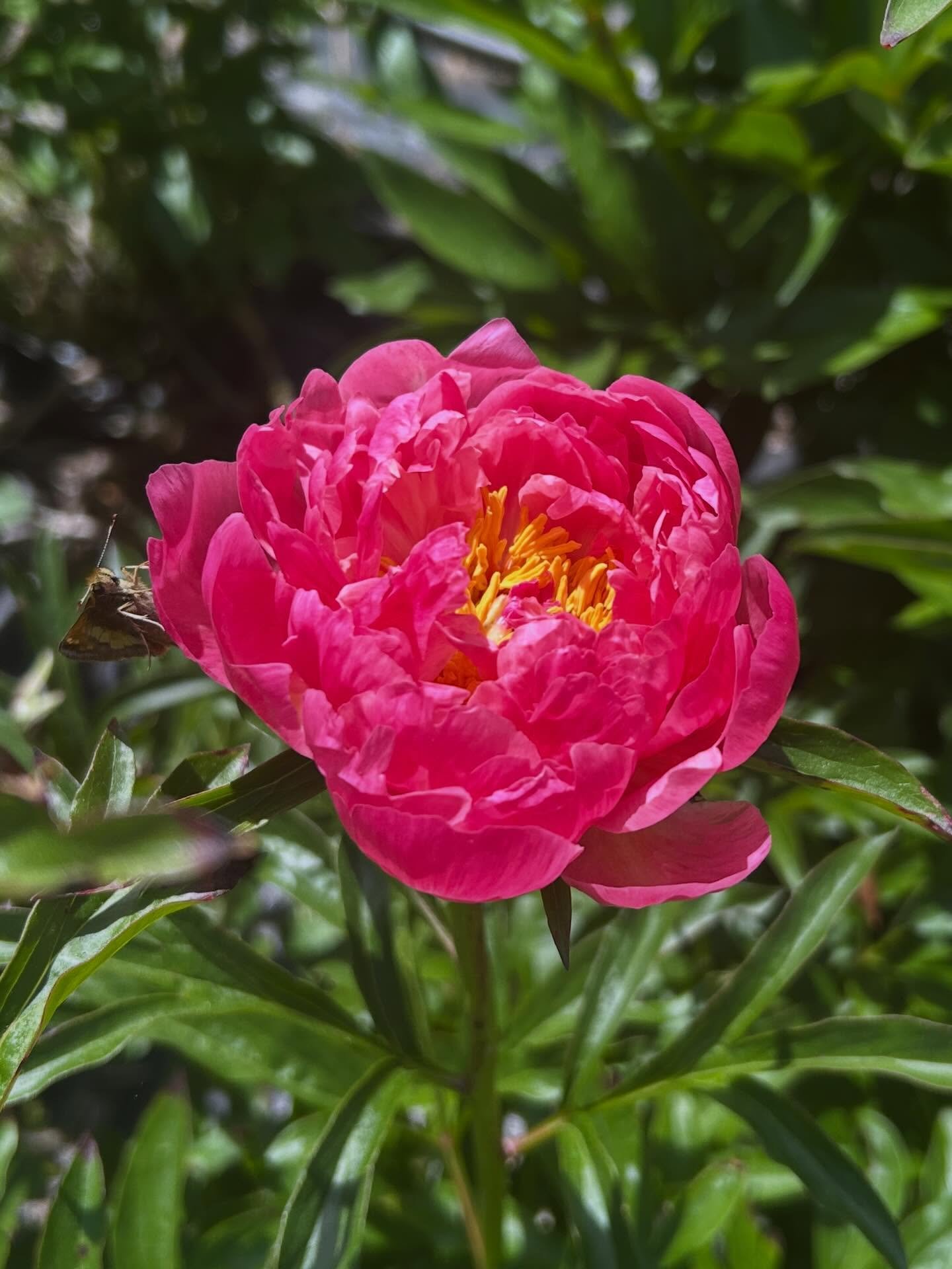 Blew open before I could harvest, letting the flower bloom out in the field so I can enjoy seeing the changing colors 🥰💐