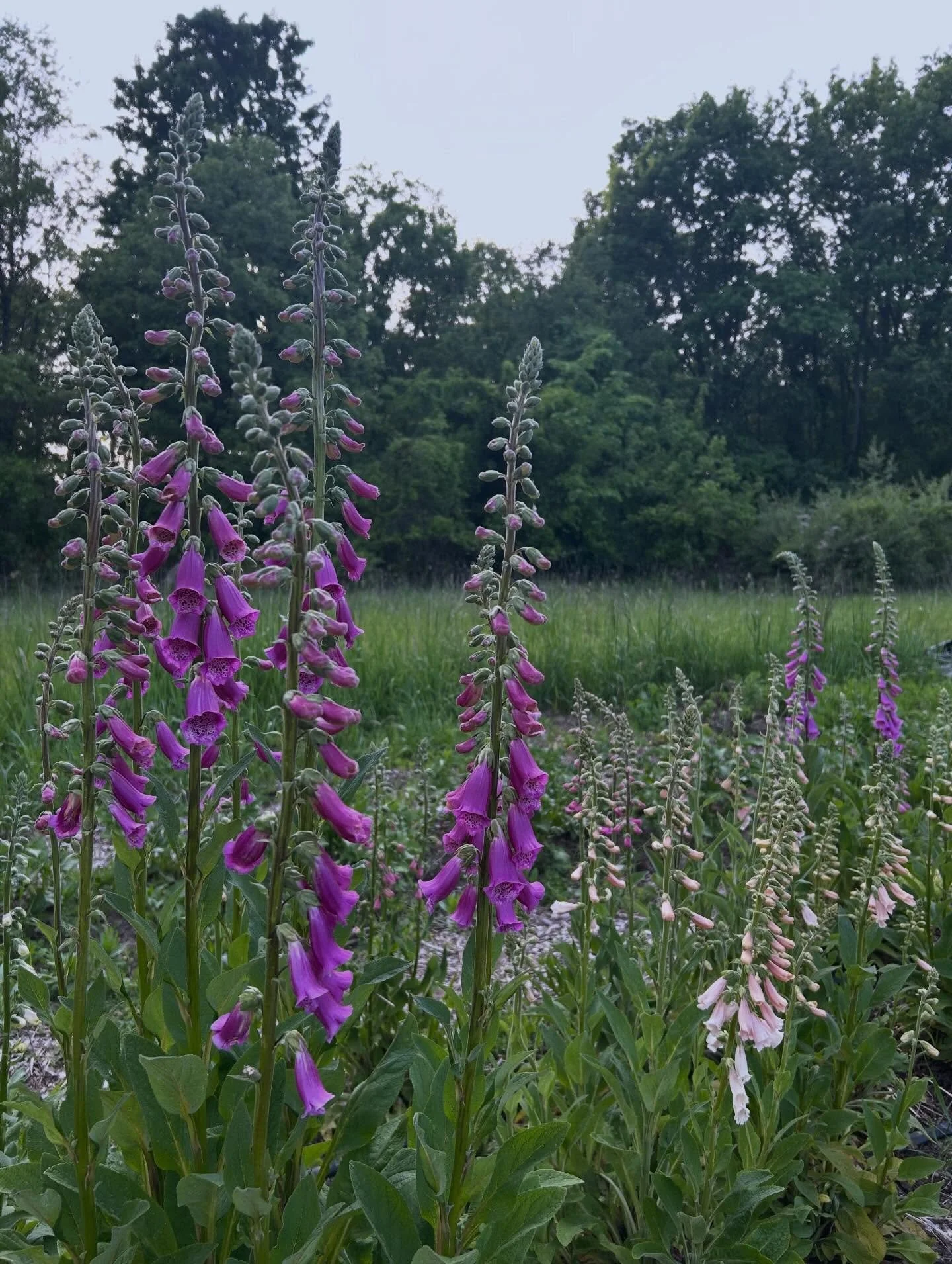 Foxglove season!