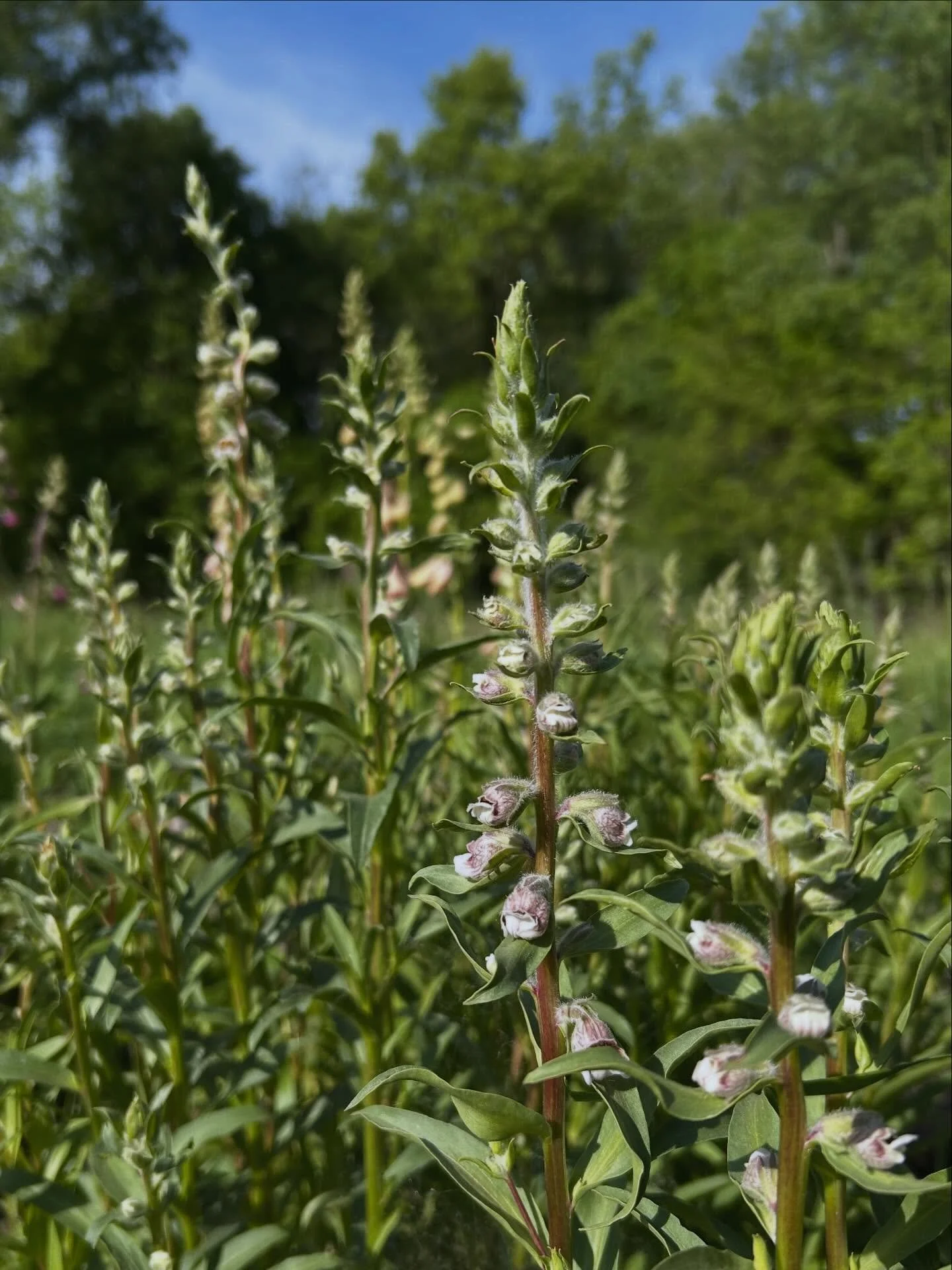 Cafe Cr&egrave;me, one of my favorite foxglove varieties 🥰