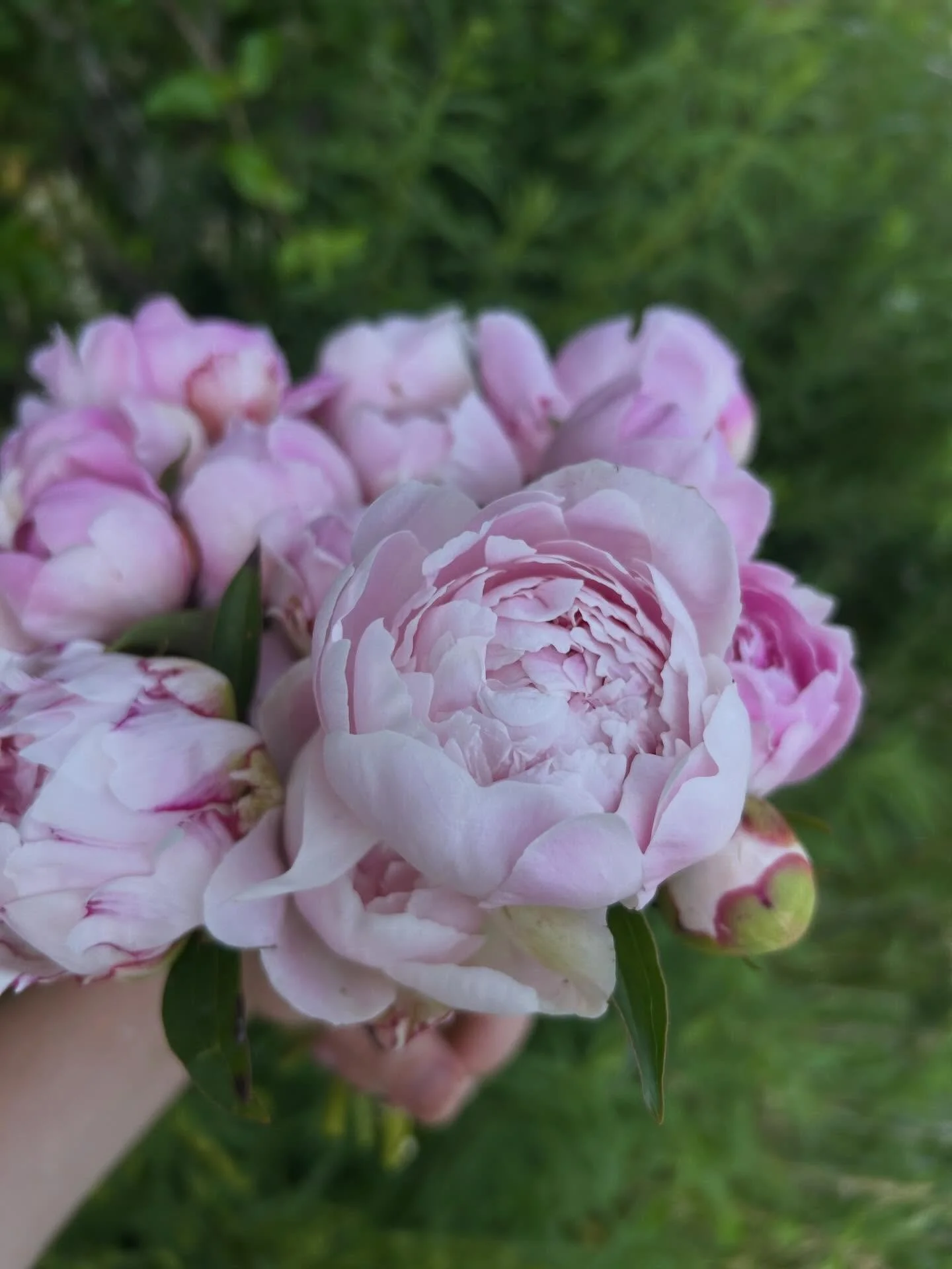 Sarah Bernhardt peonies 🥰